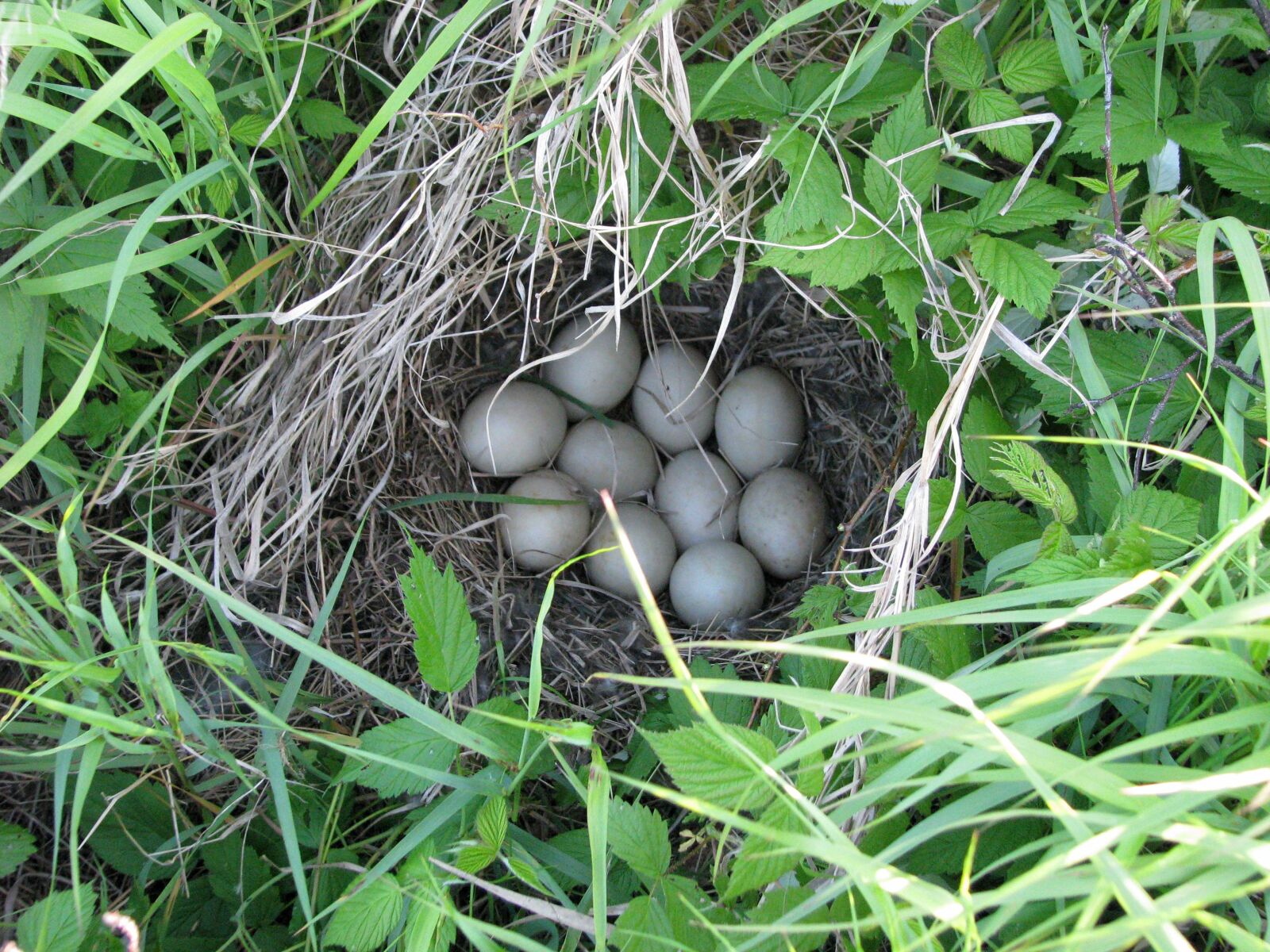 Canon POWERSHOT S5 IS sample photo. Duck nest, eggs, unknown photography