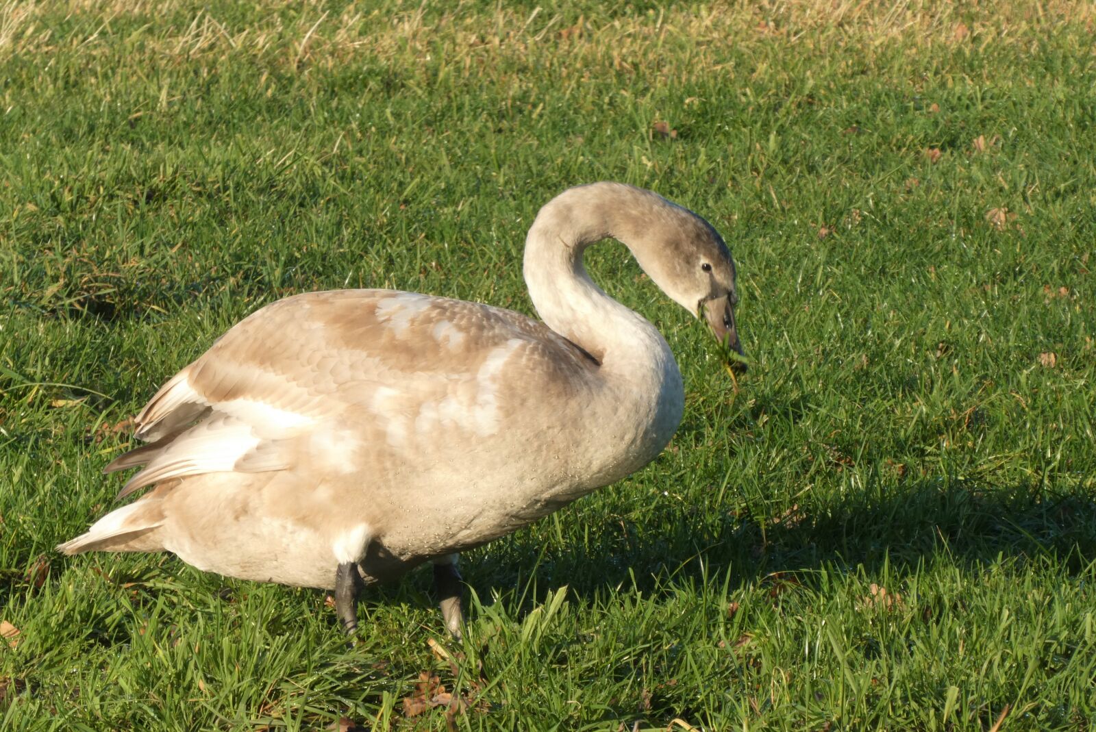 Panasonic Lumix DC-ZS70 (Lumix DC-TZ90) sample photo. Swan, cygnet, grayscale photography