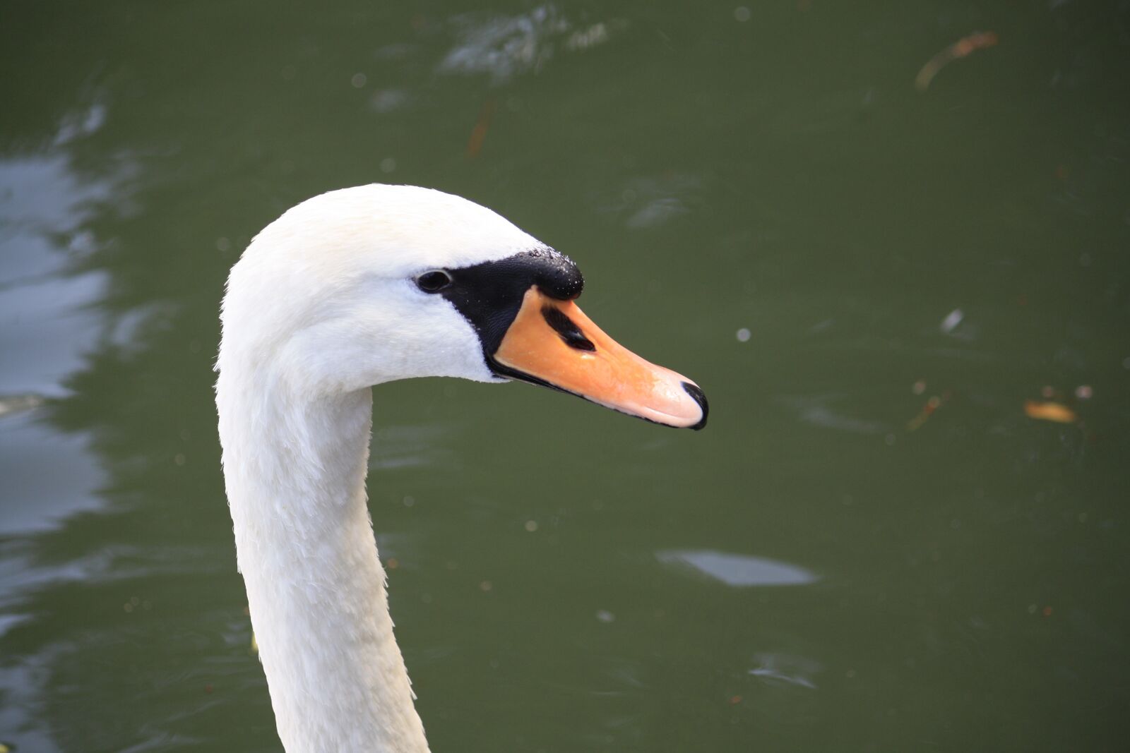 Canon EOS 450D (EOS Rebel XSi / EOS Kiss X2) sample photo. Bird, swan, close up photography
