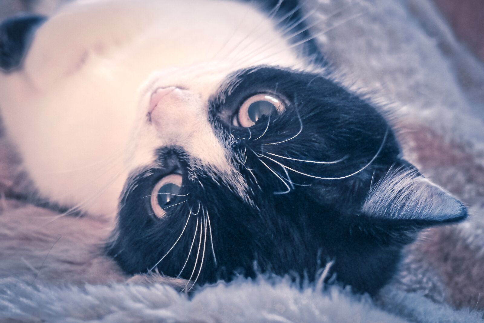 Olympus OM-D E-M10 sample photo. Cat, animal, pet photography