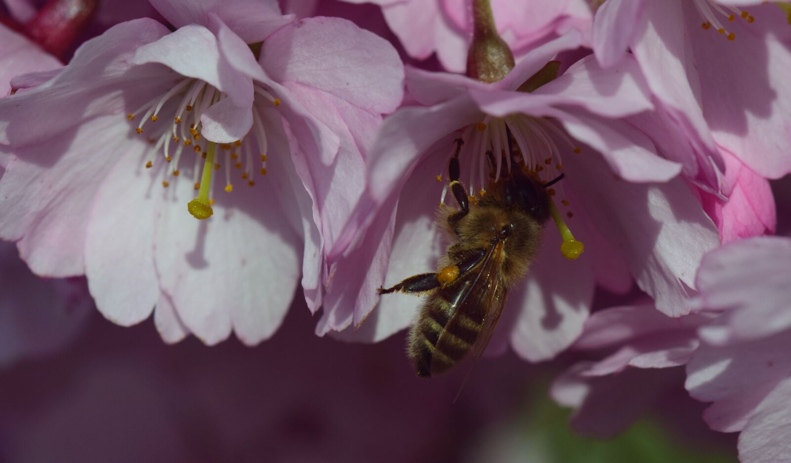 Nikon D3300 sample photo. Cherry blossoms, ornamental cherry photography