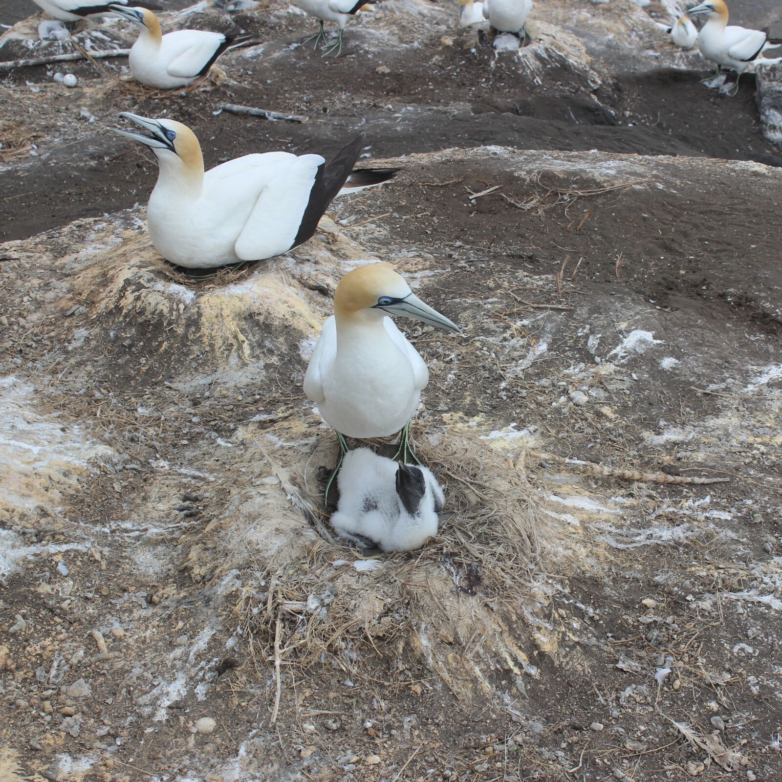 Canon EOS 600D (Rebel EOS T3i / EOS Kiss X5) sample photo. Muriwai, beach, mother bird photography