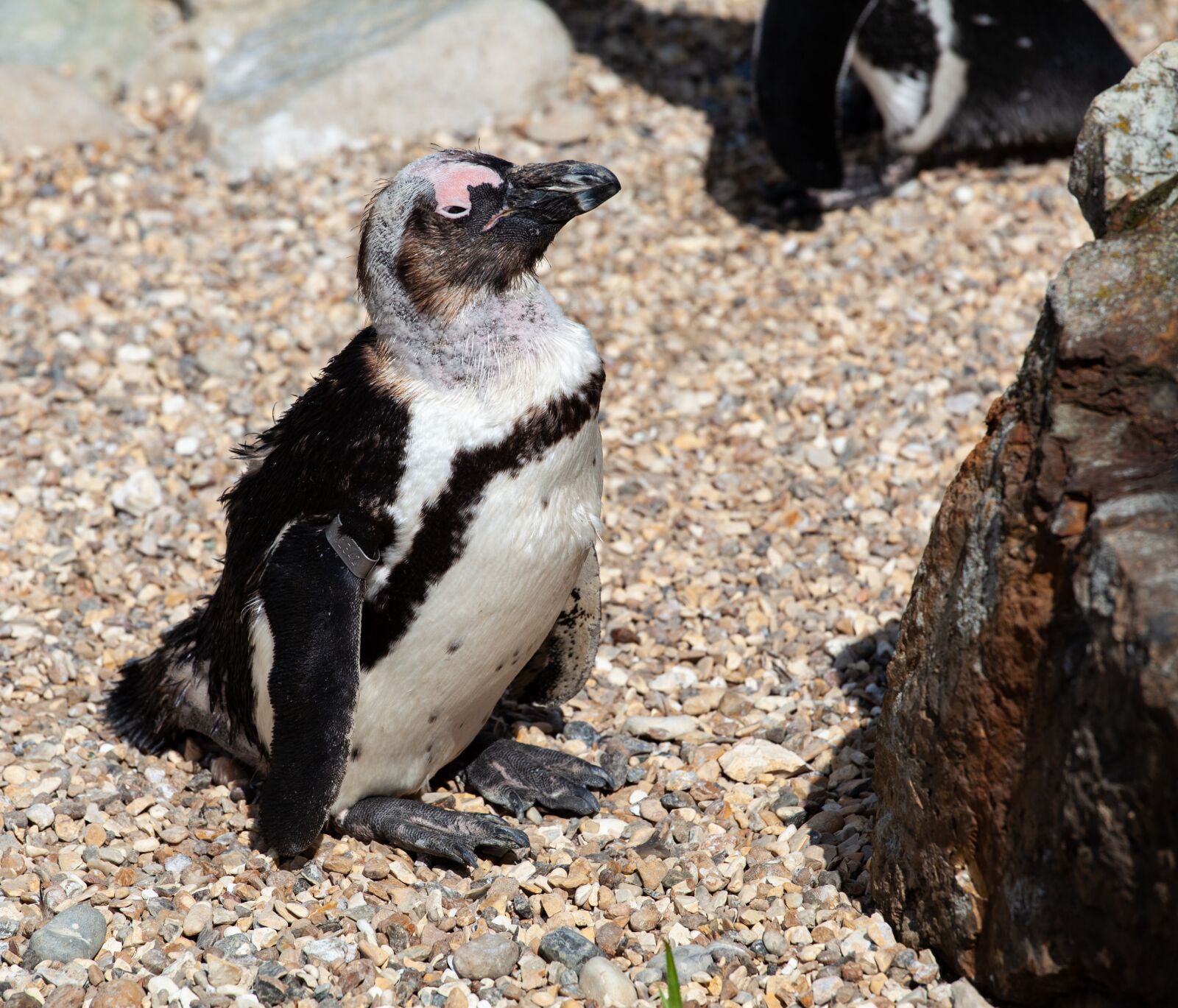 Canon EF 70-200mm F4L USM sample photo. African penguin, penguin, penguin photography