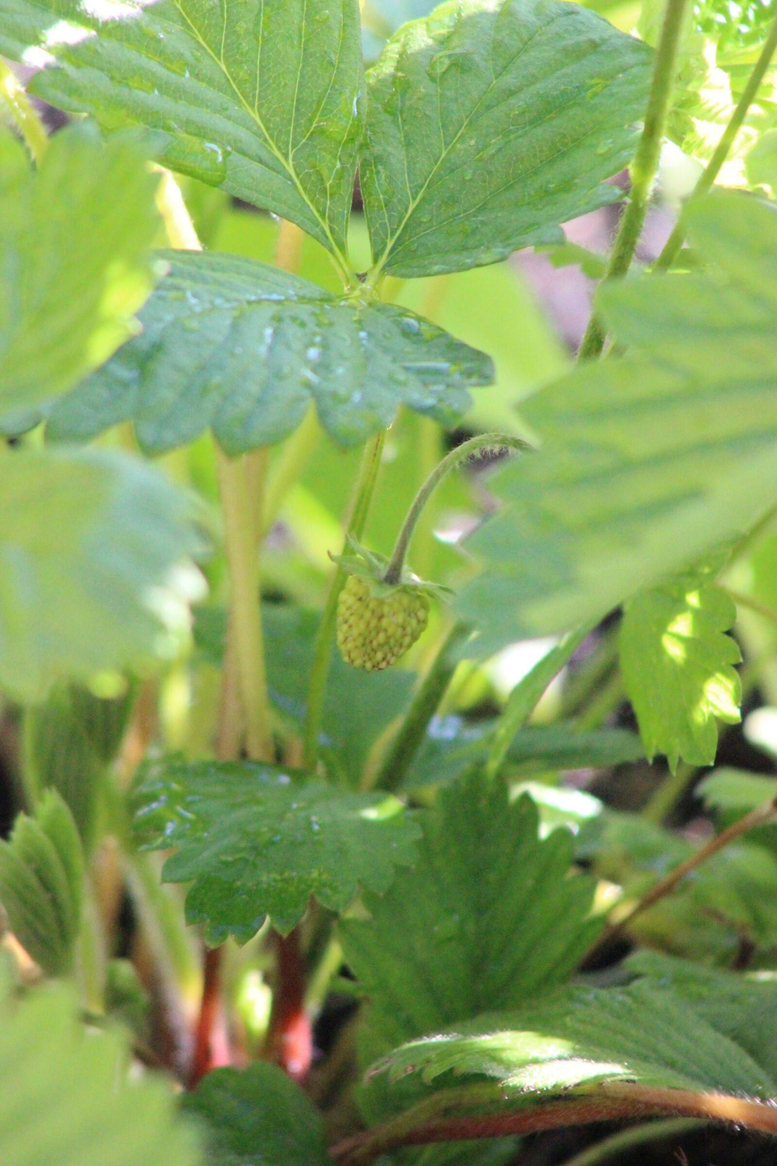 Canon EF 75-300mm f/4-5.6 sample photo. Strawberry, bud, plant photography