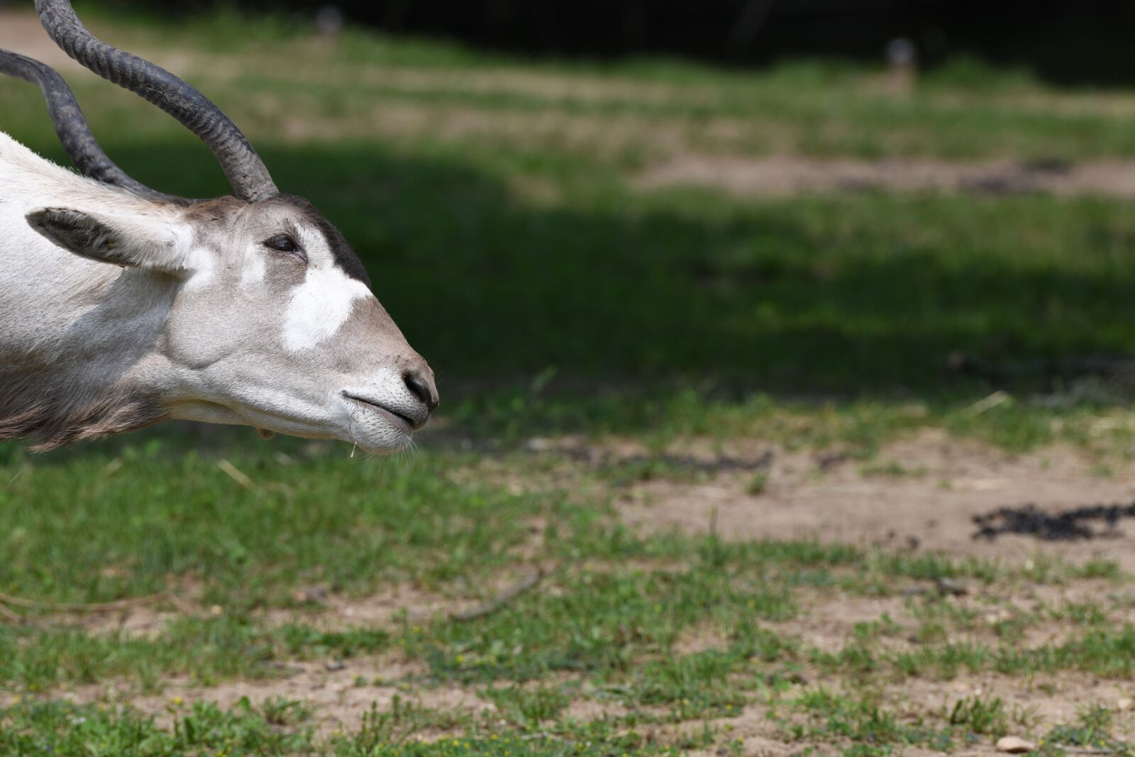 Nikon D850 sample photo. Addax, horns, antelope photography