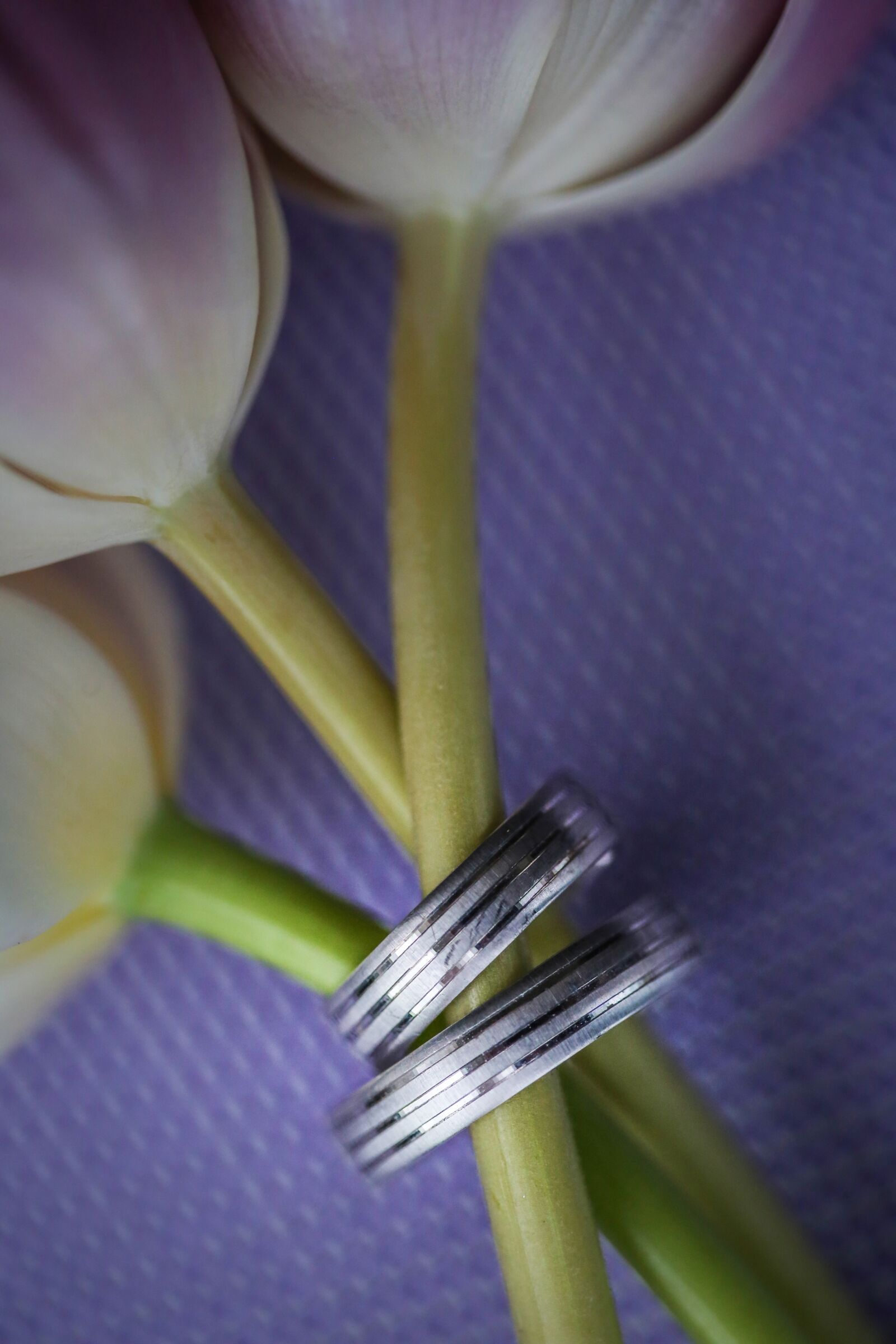Canon EF 100mm F2.8 Macro USM sample photo. Flower bud, flowers, jewelry photography