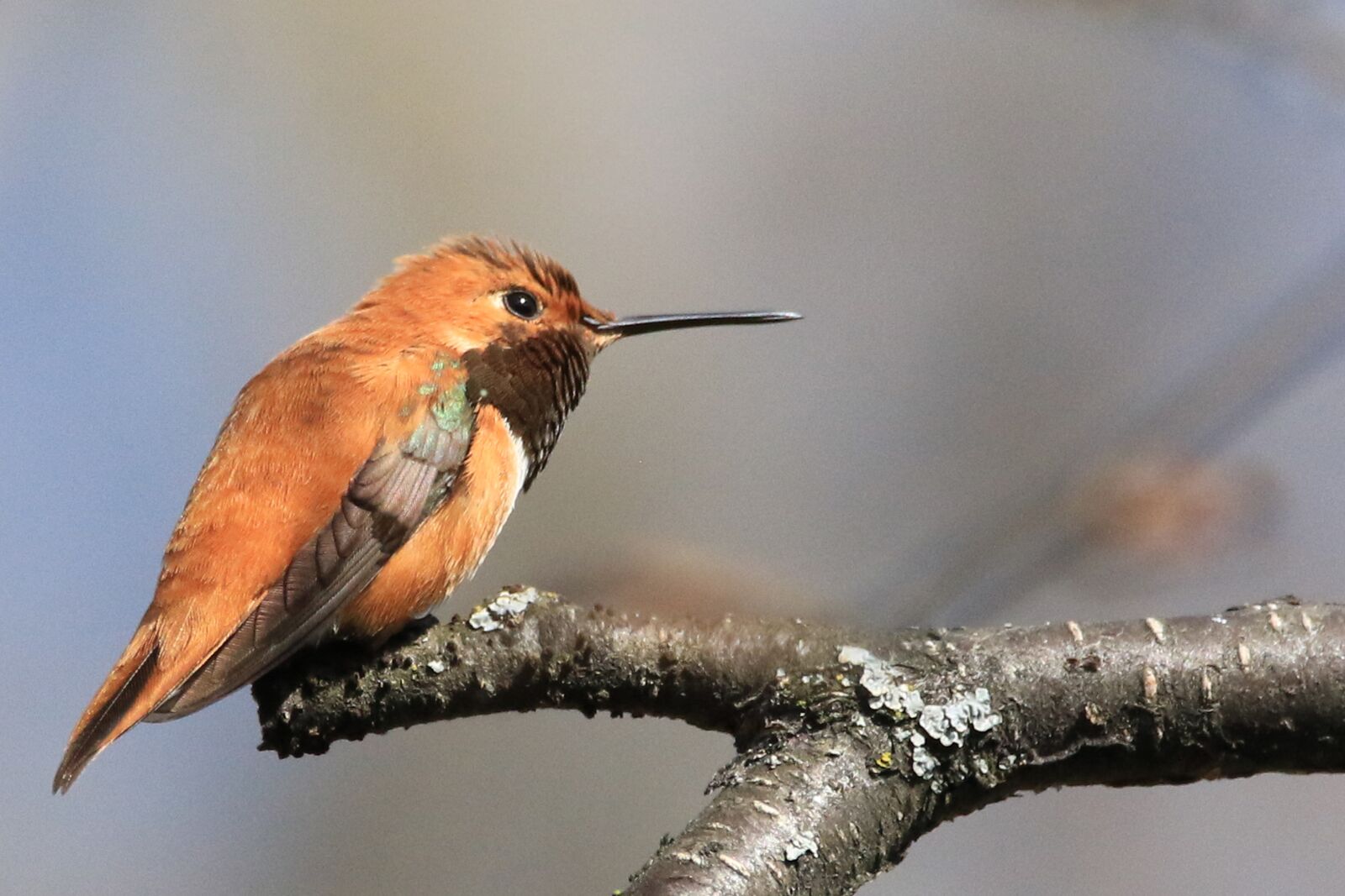 Canon EOS 7D Mark II sample photo. Hummingbird, perched, bird photography