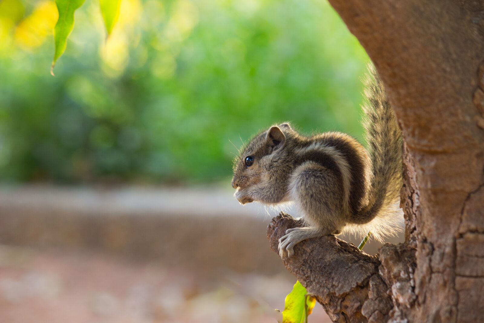 Canon EOS 600D (Rebel EOS T3i / EOS Kiss X5) sample photo. Squirrel, chipmunk, rodent photography