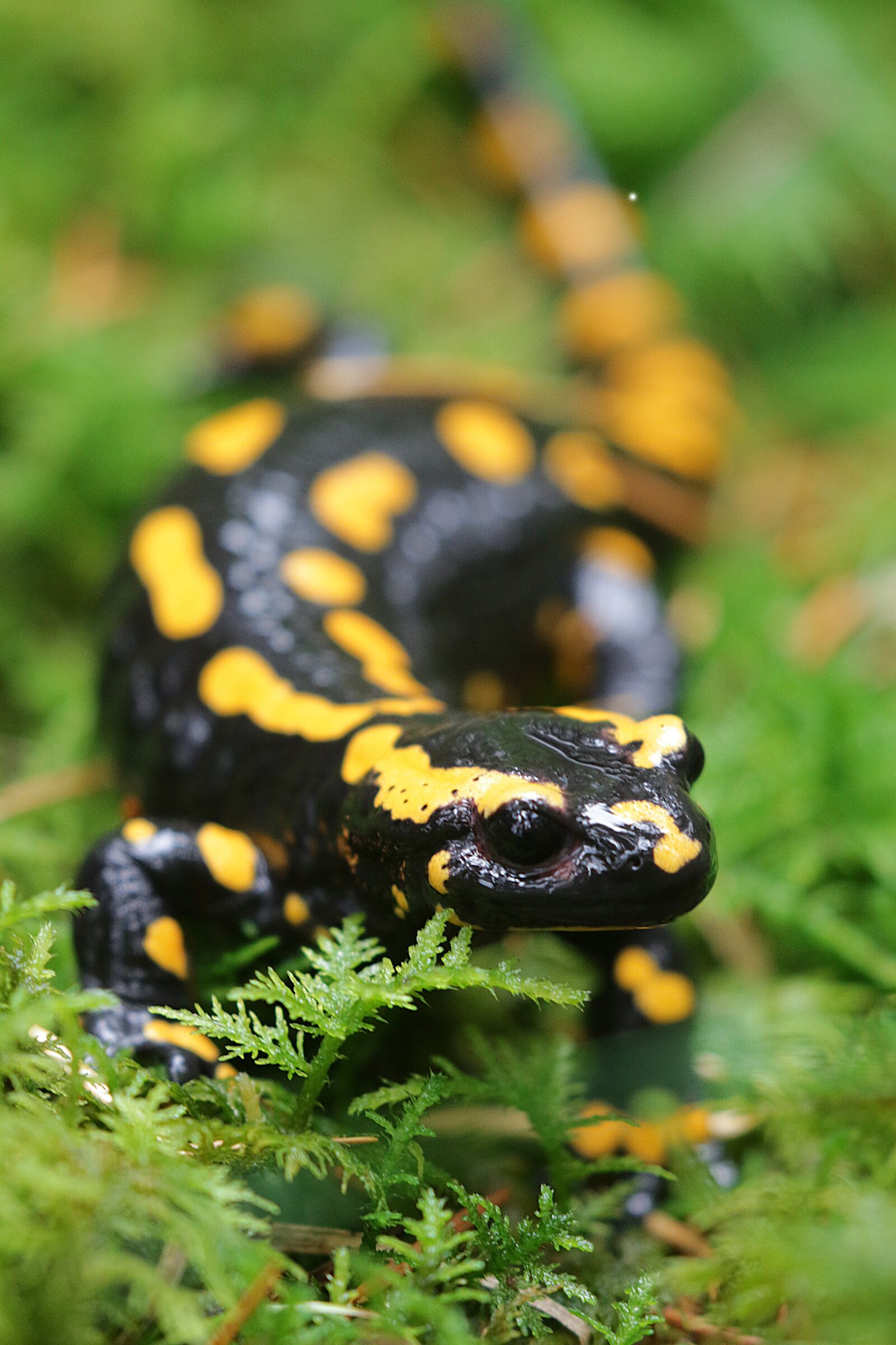 Canon EOS 7D Mark II sample photo. Fire salamander, salamander, nature photography