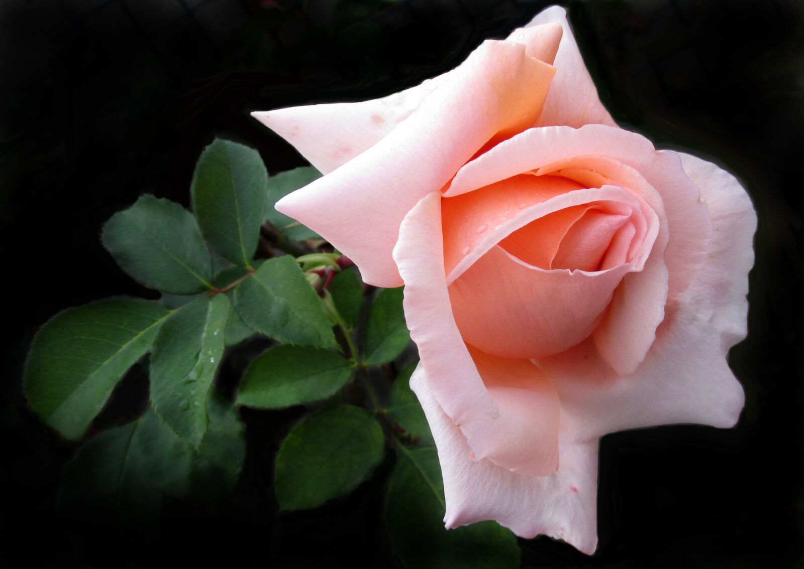 Canon PowerShot SX170 IS sample photo. Flower, pink, rose photography