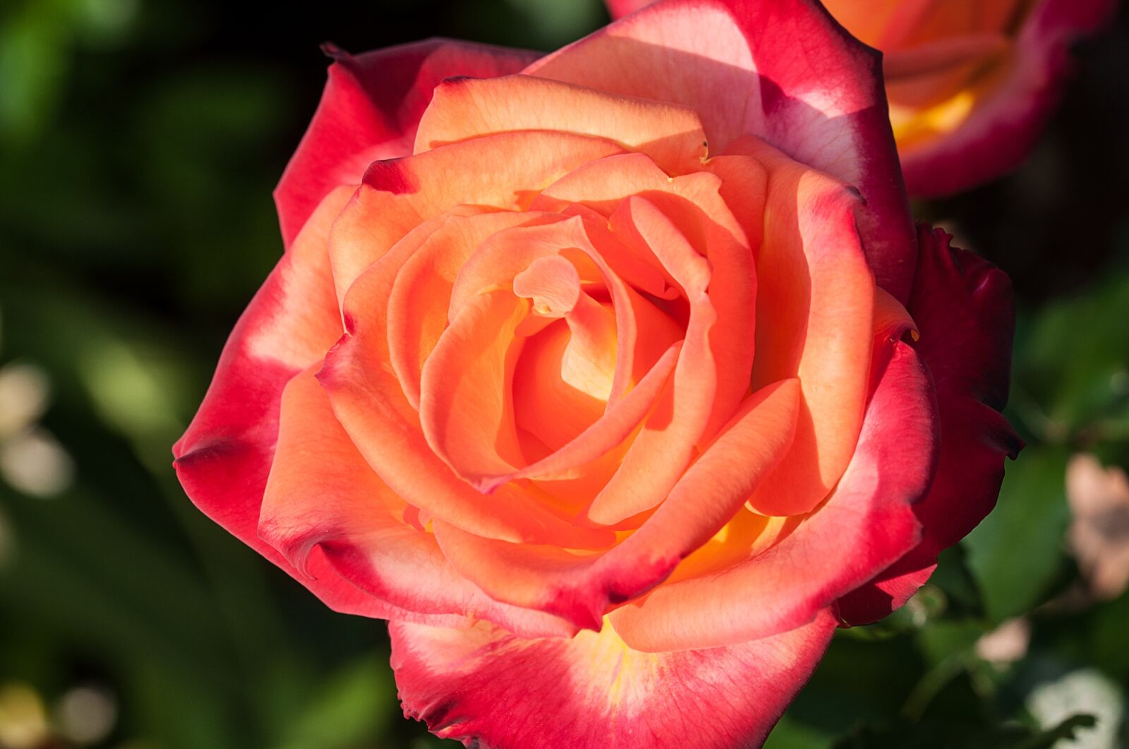 Nikon D90 sample photo. Rose, flower, orange photography