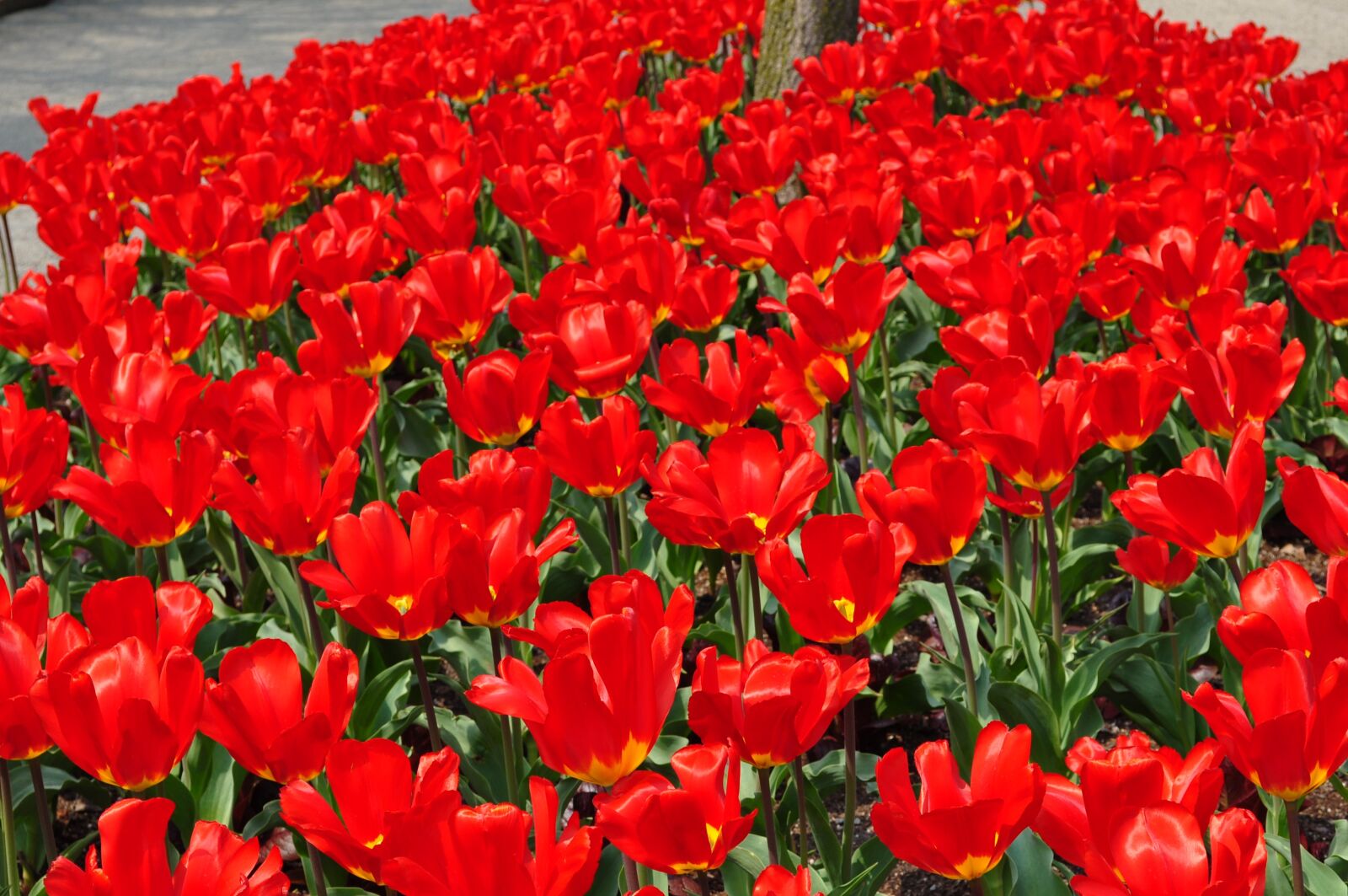 Nikon D5000 sample photo. Tulips, red, spring photography