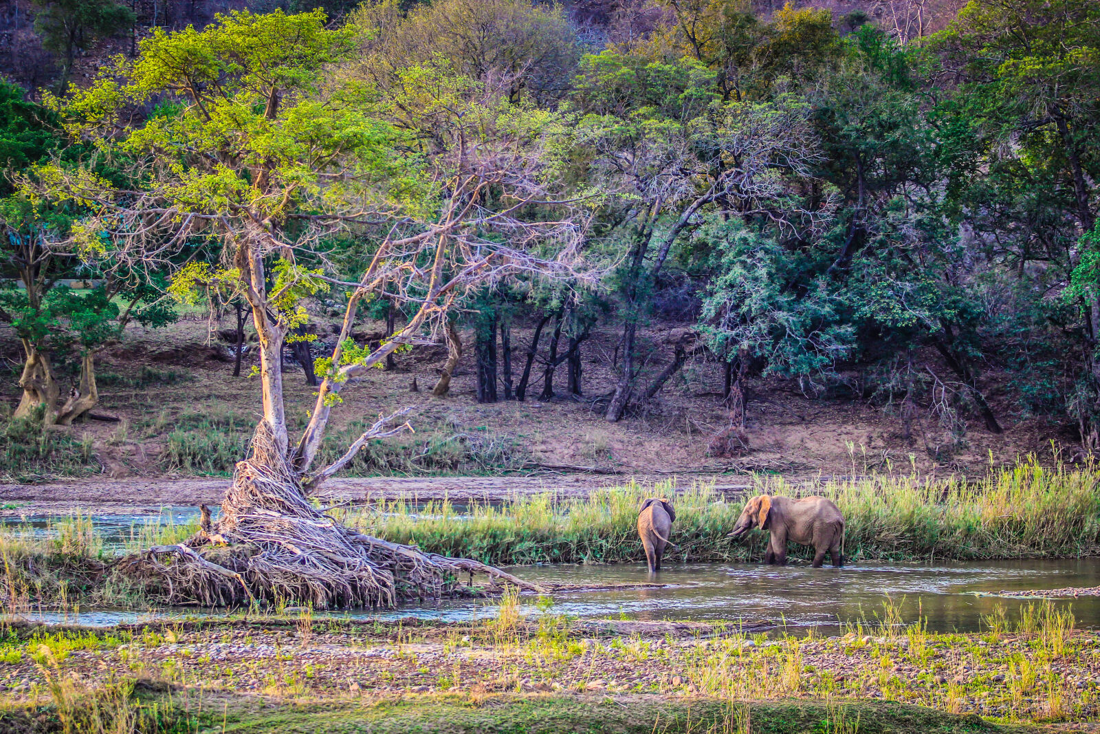 Canon EOS 60D + Canon EF 70-200mm F2.8L USM sample photo. Africa, elephant, elephants, evening photography