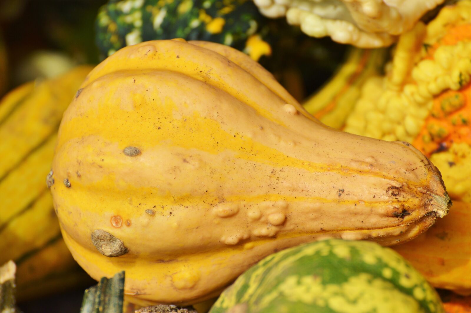 Nikon D3200 sample photo. Pumpkin, fruit, orange photography