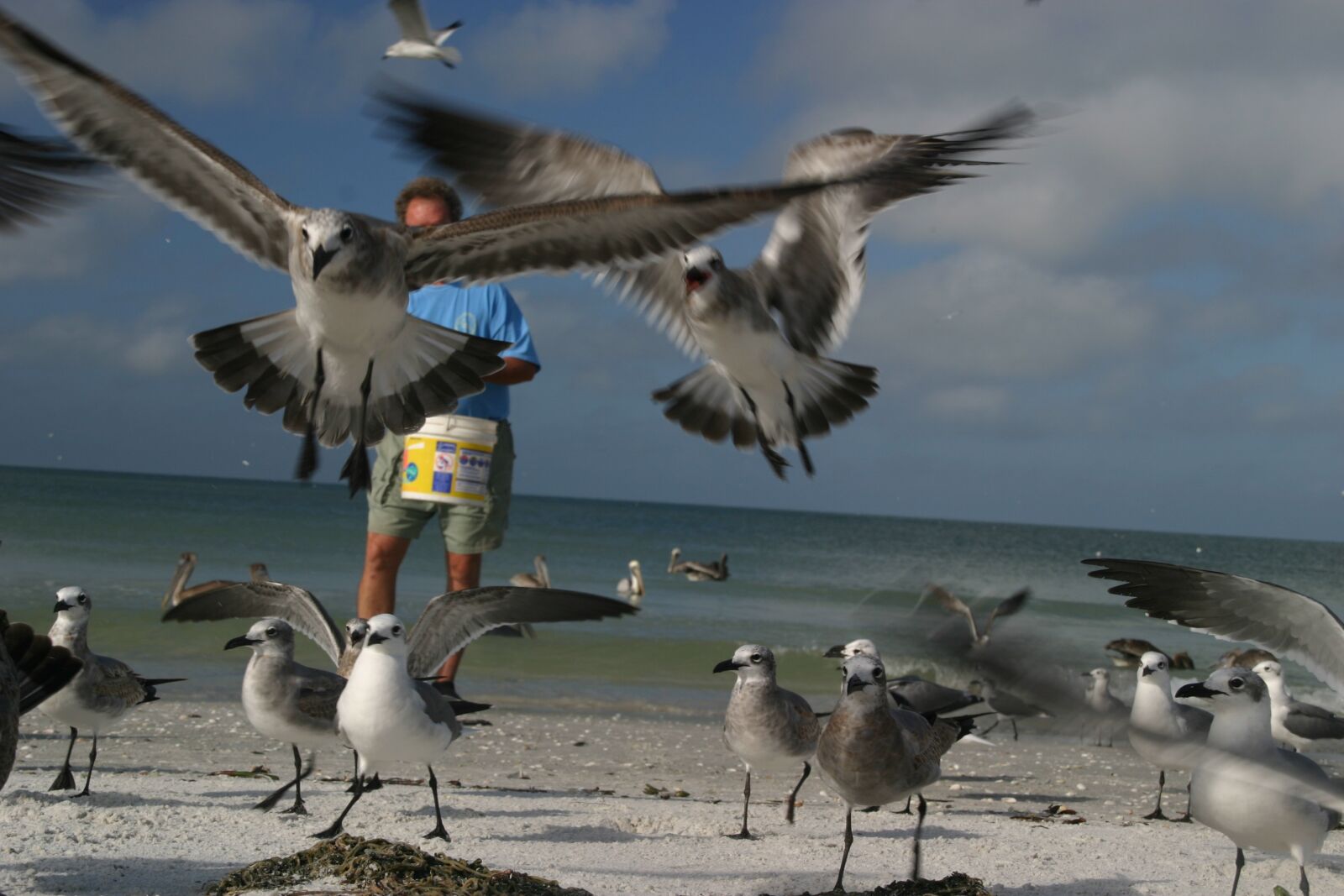 Canon EOS 10D sample photo. Birds, gulls, seagull photography