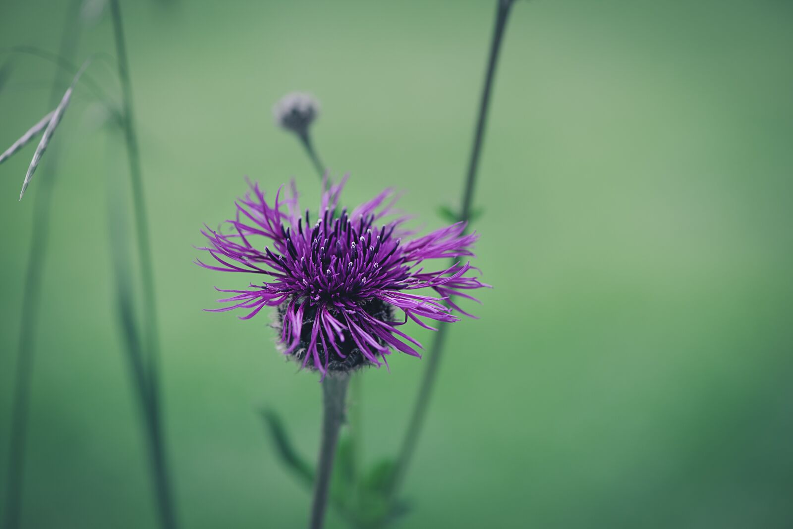Nikon D750 sample photo. Flower, marsh knapweed, knapweed photography