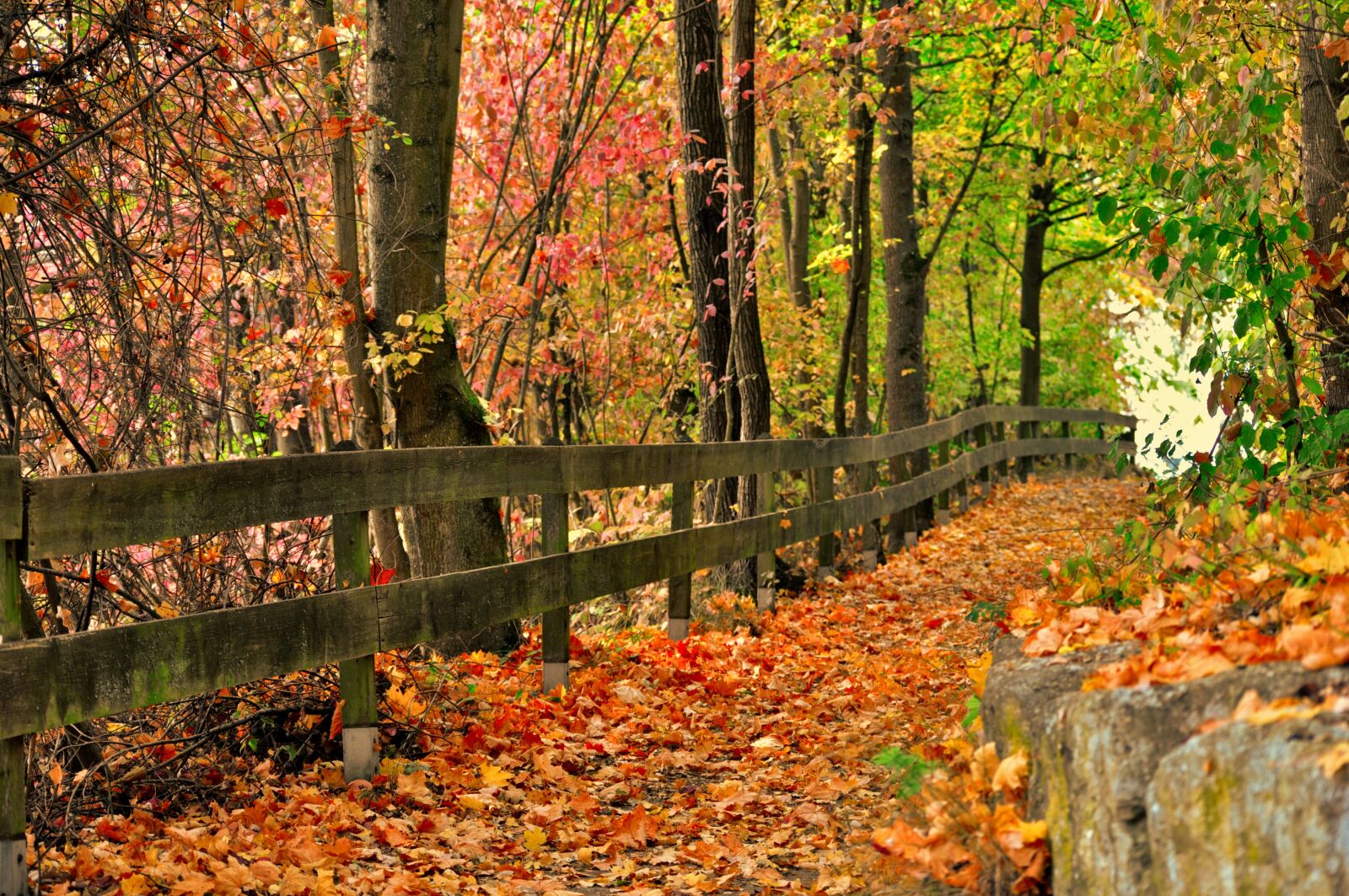Nikon D5000 sample photo. Autumn, color, leaves photography