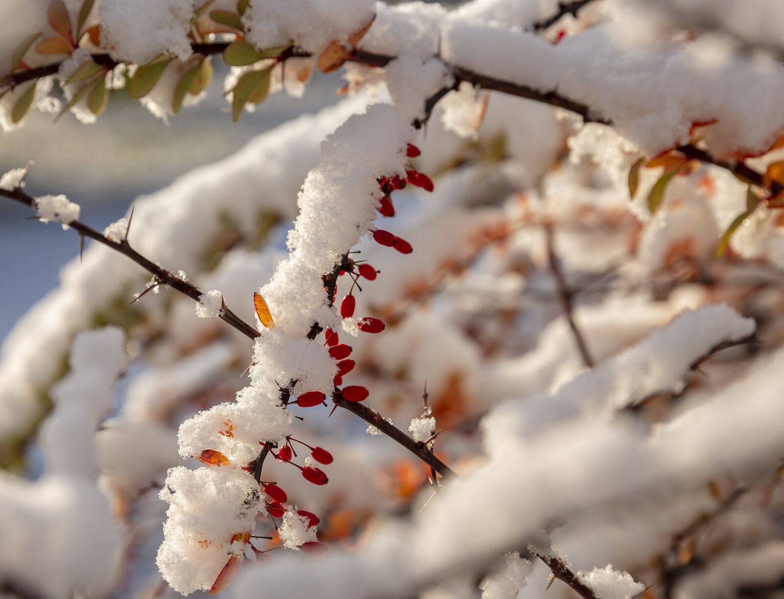 Canon EF 24-70mm F2.8L II USM sample photo. The first snow, snow photography