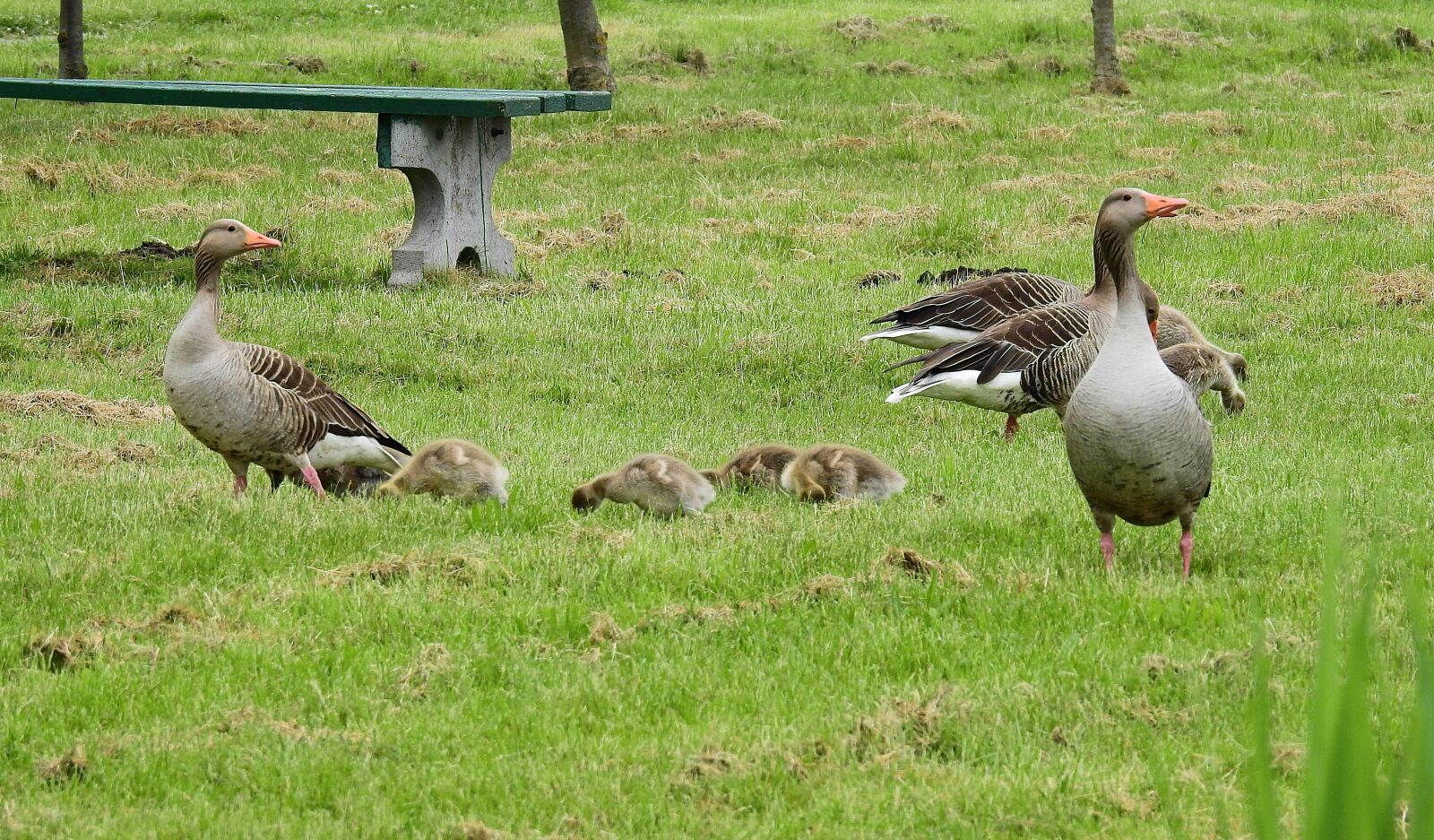 Nikon Coolpix P900 sample photo. Family, wild birds photography