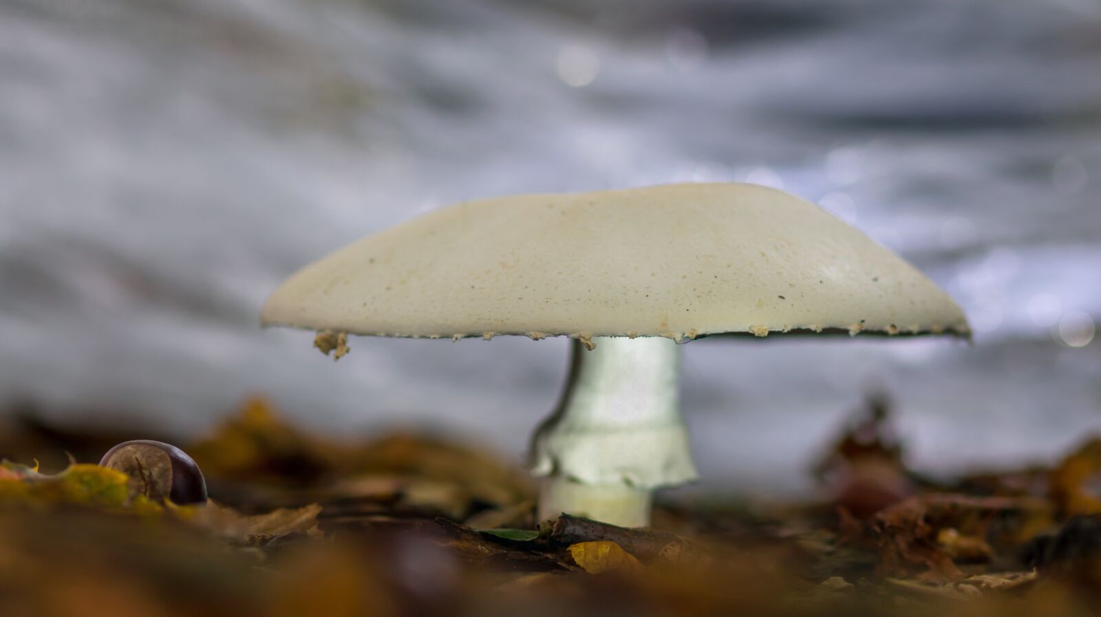 Canon EOS 750D (EOS Rebel T6i / EOS Kiss X8i) sample photo. Mushroom, autumn mushroom, october photography