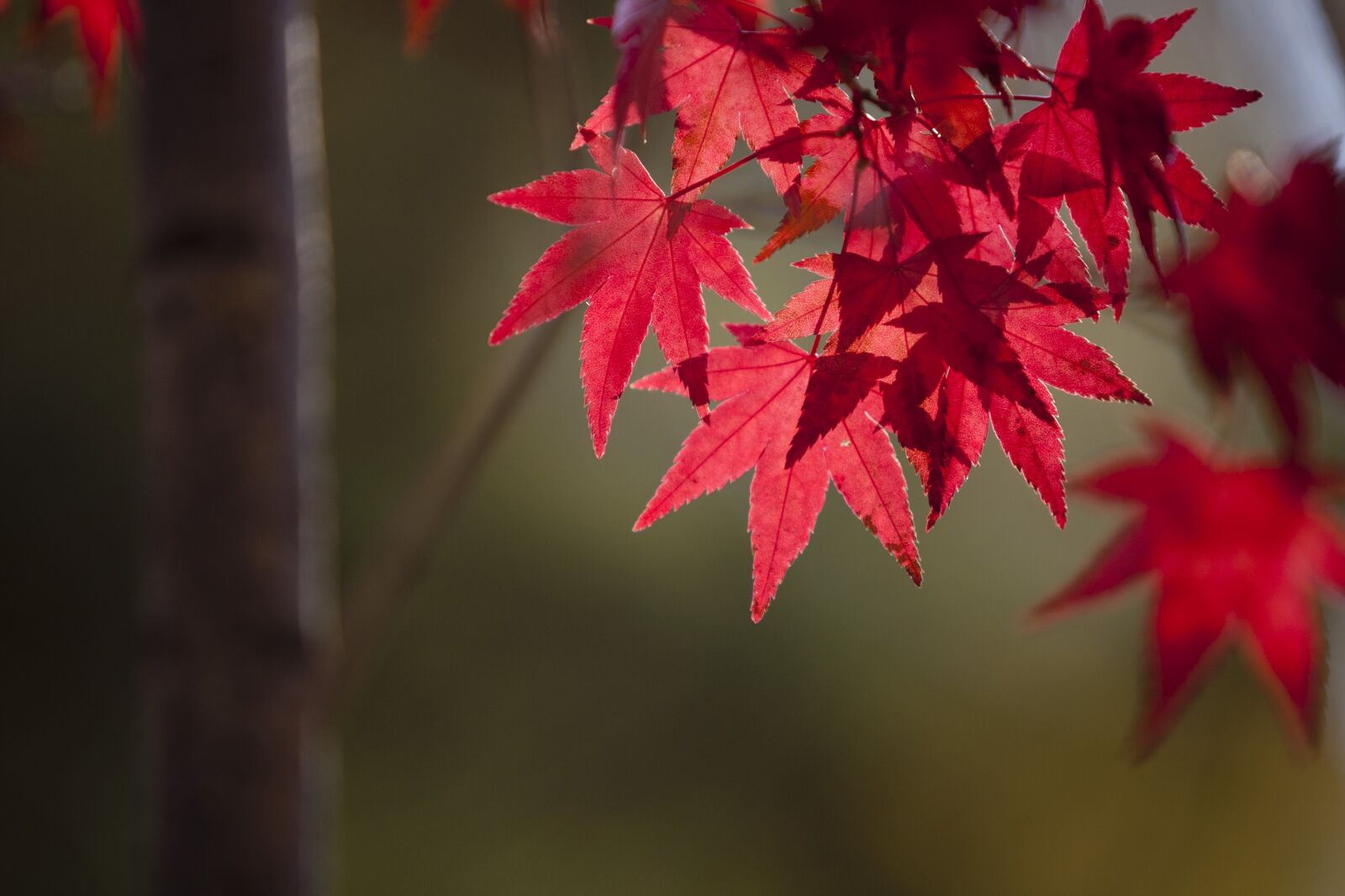 Canon EOS 5D sample photo. Autumn leaves, autumn, leaves photography