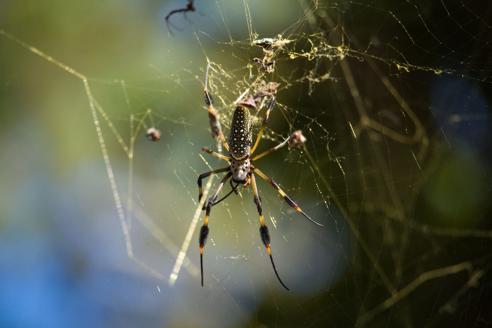 Canon EOS 1100D (EOS Rebel T3 / EOS Kiss X50) sample photo. Spider, arachnid, web photography