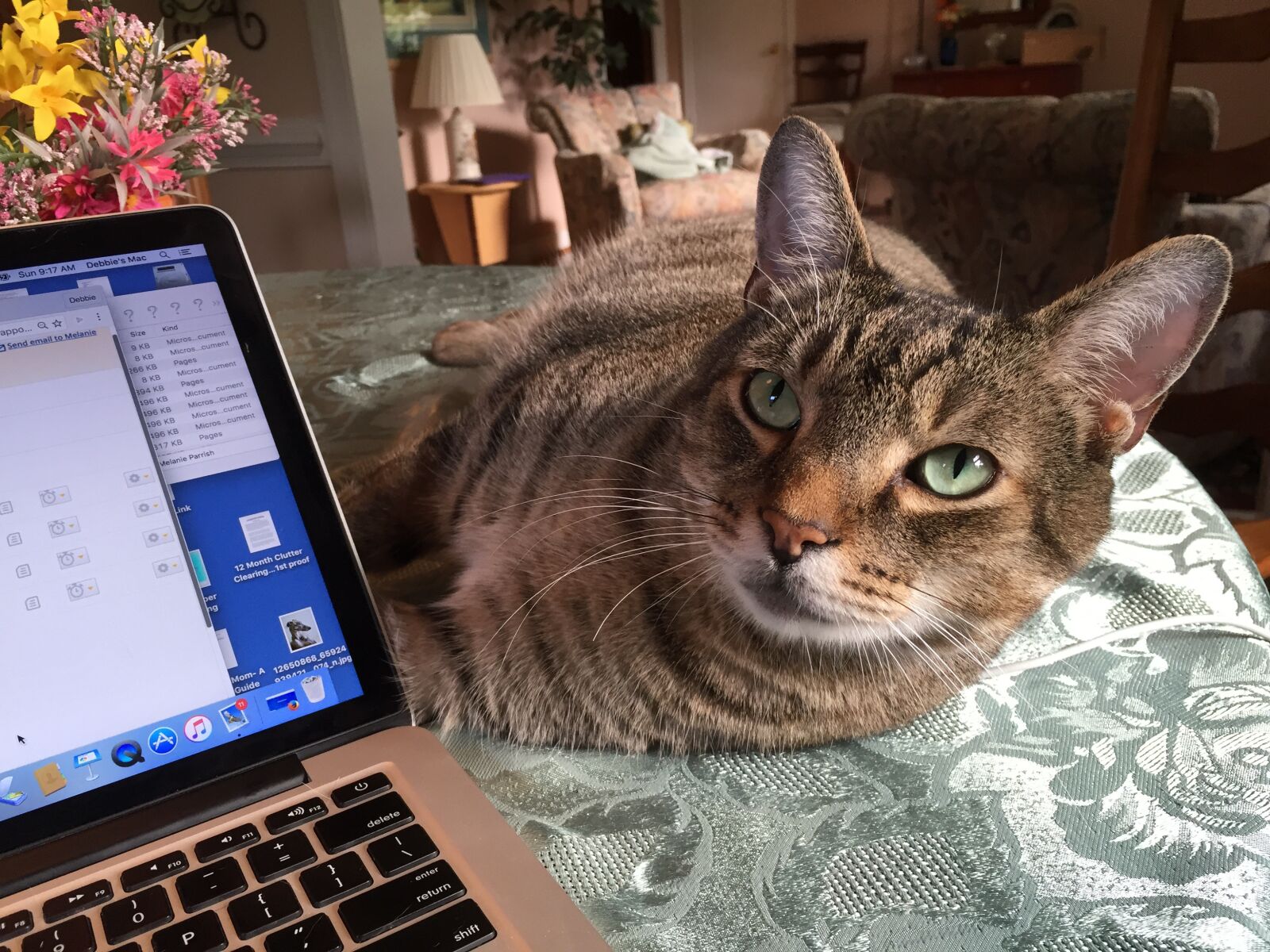 iPhone 6 back camera 4.15mm f/2.2 sample photo. Cat, support, lounging photography