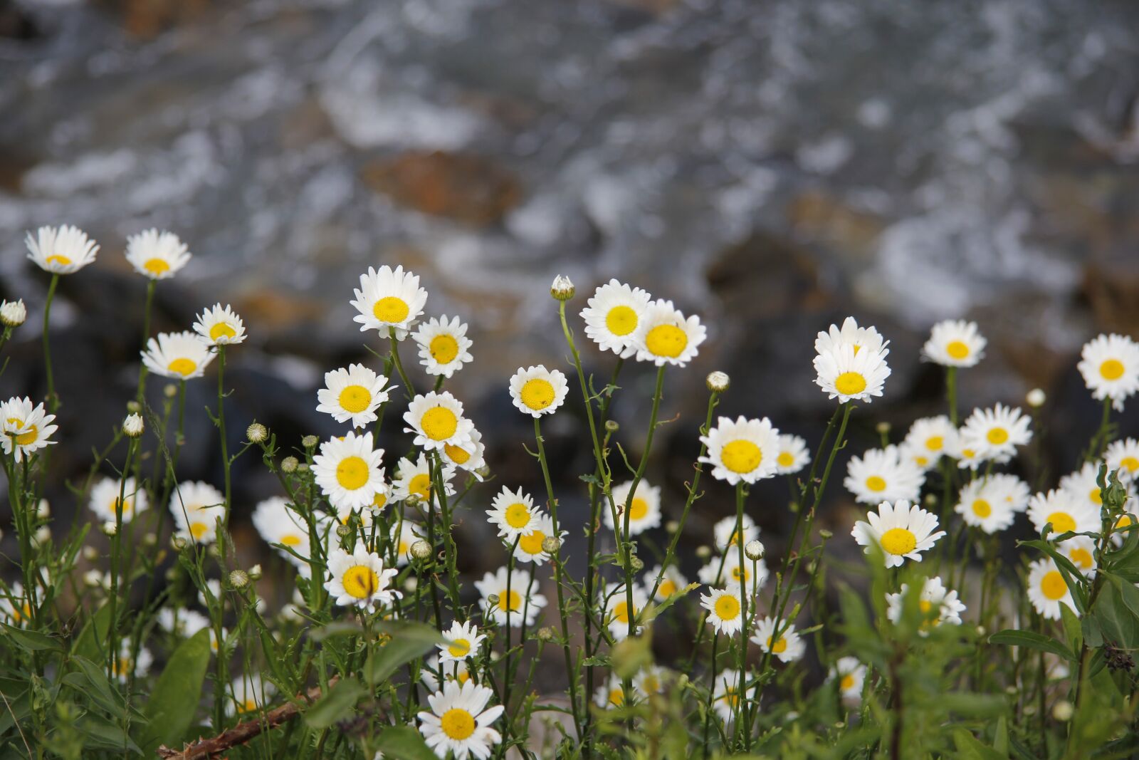 Canon EF-S 17-85mm F4-5.6 IS USM sample photo. Nature, flower, plant photography