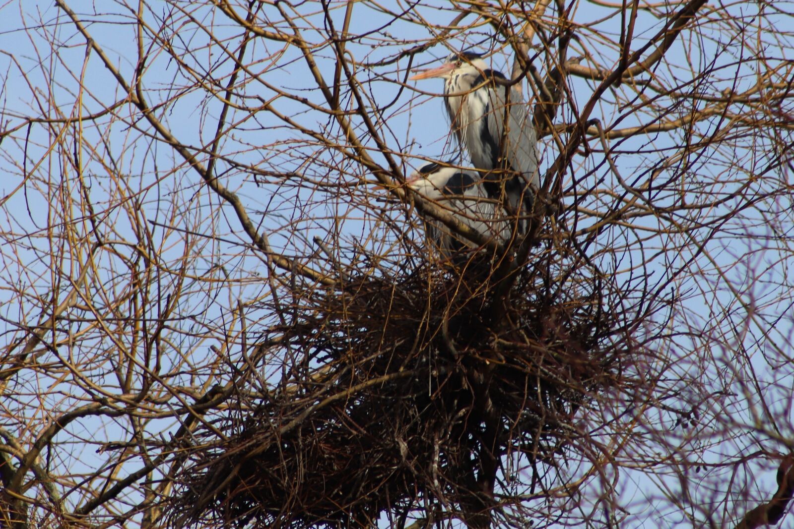 Canon EOS 800D (EOS Rebel T7i / EOS Kiss X9i) sample photo. Heron, nest, breed photography