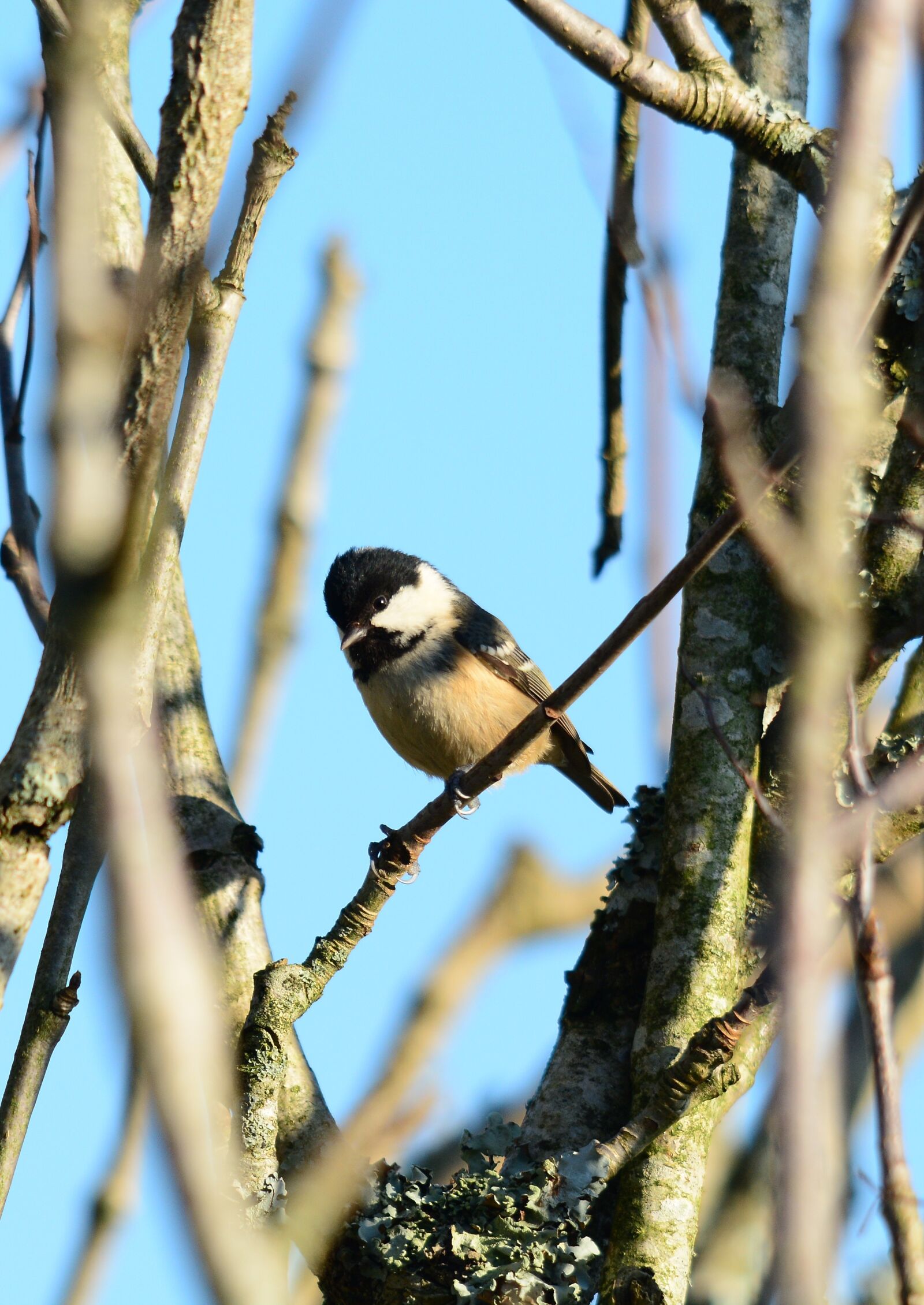 Nikon D7100 sample photo. Coal tit, bird, nature photography