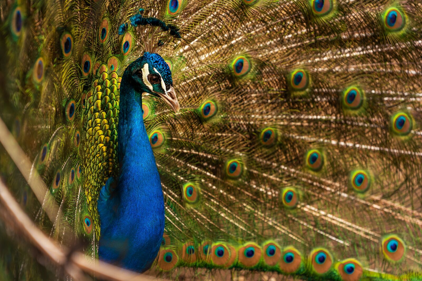Sony a7 III + Sony FE 70-200mm F4 G OSS sample photo. Animal, bird, peacock photography