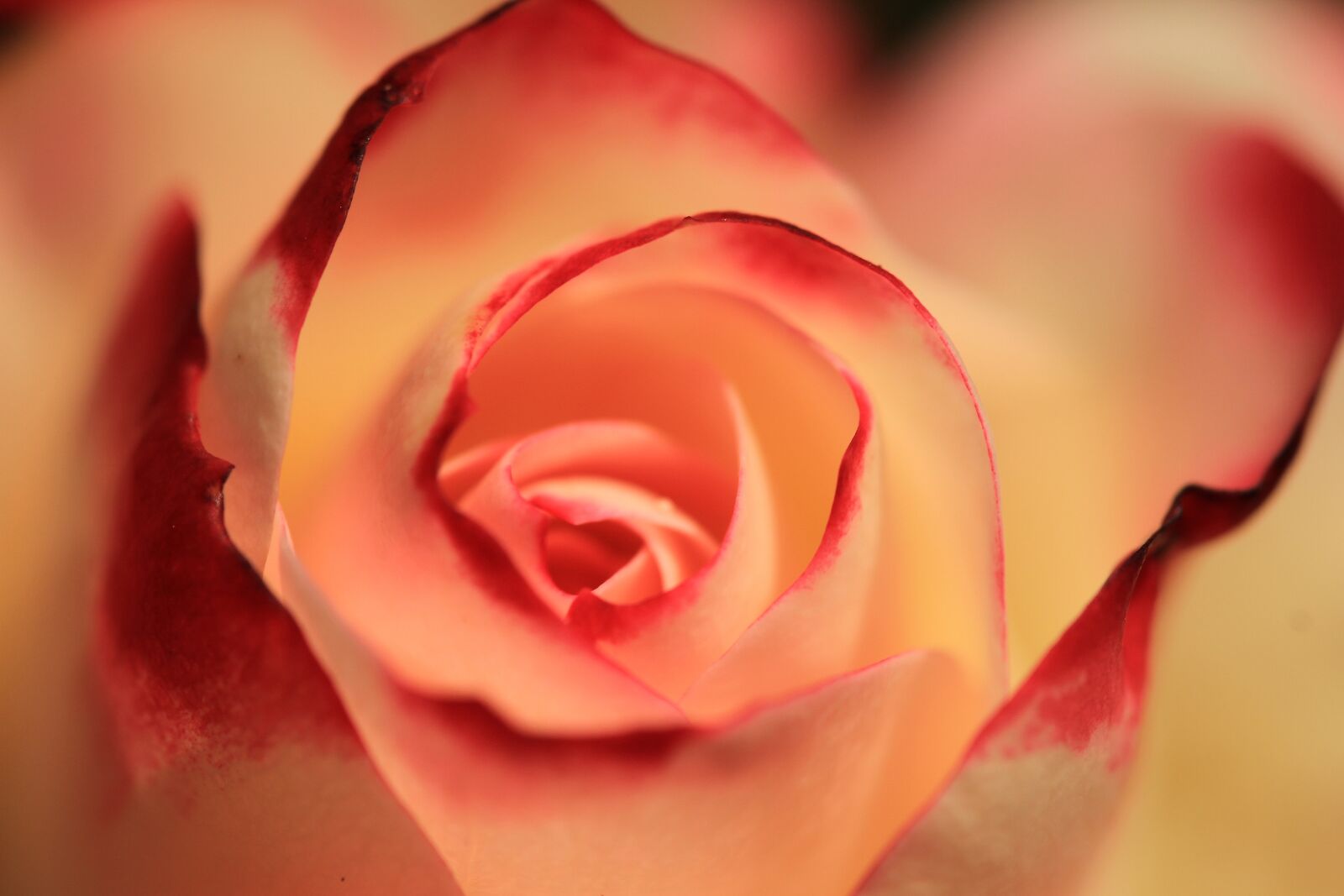 Canon EOS 7D sample photo. Rose, orange rose, blossom photography