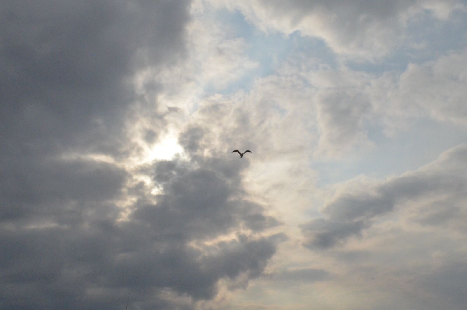 Nikon D5100 sample photo. Birds, cloud, flight photography
