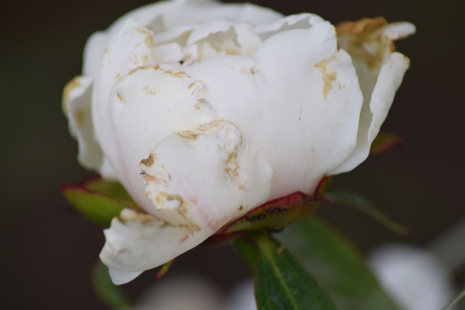 Nikon D3300 sample photo. Flowers, summer, nature photography