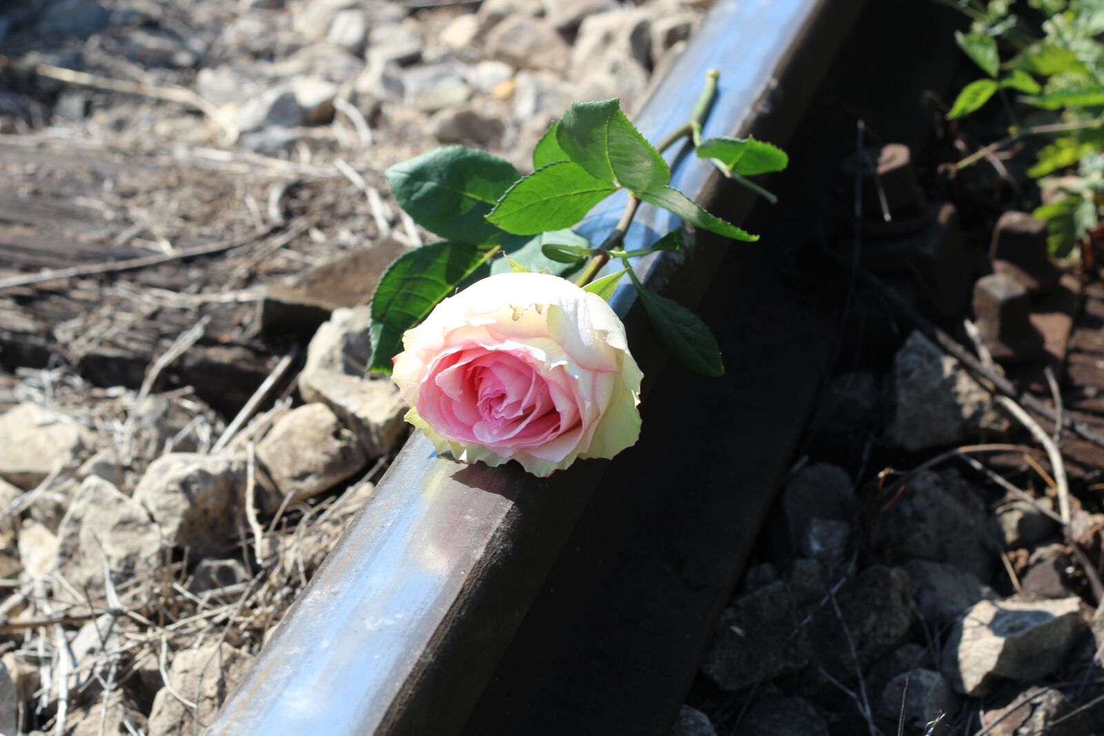 Canon EOS 600D (Rebel EOS T3i / EOS Kiss X5) + Canon EF 50mm F1.8 II sample photo. Stop teenager suicide, white photography