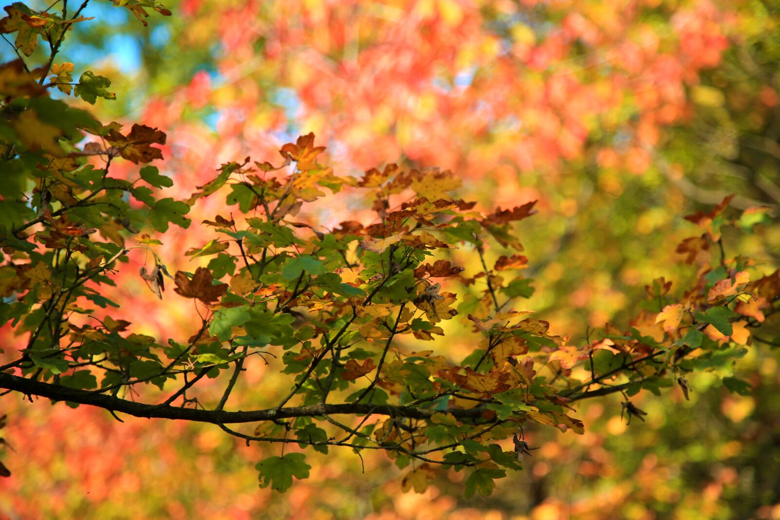 Canon EOS-1D C sample photo. Autumn, leaves, nature photography