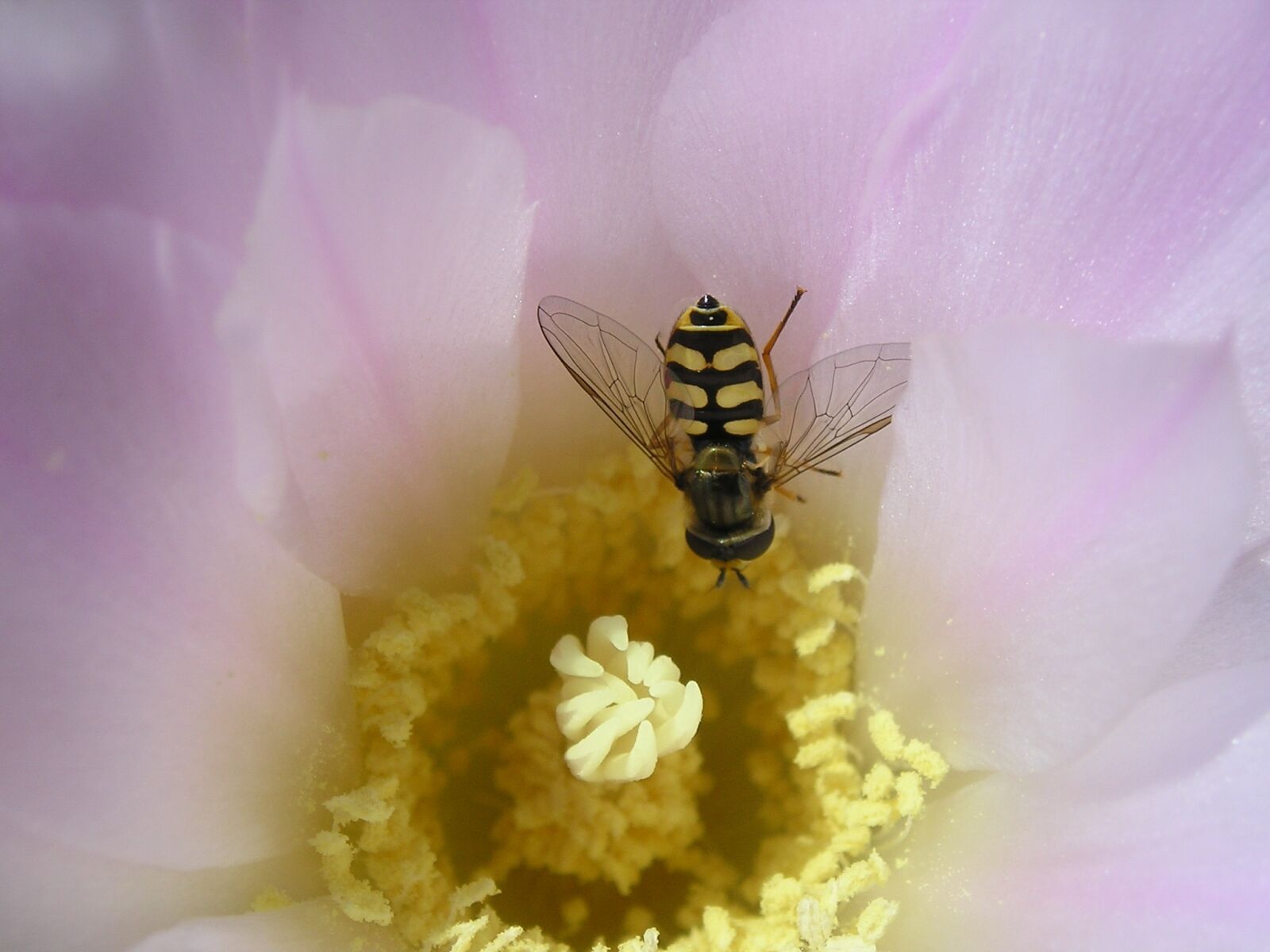Olympus X350,D575Z,C360Z sample photo. Cactus, flower, bee photography