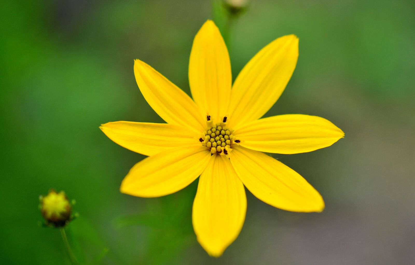 Nikon D5200 sample photo. M dchenauge, coreopsis verticillata photography