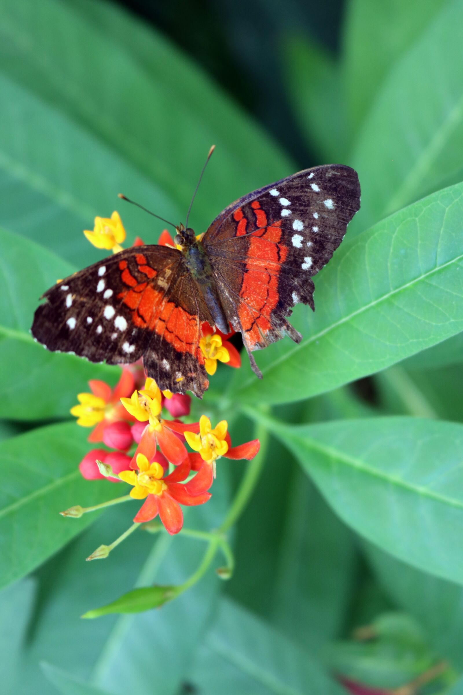 Canon EOS 750D (EOS Rebel T6i / EOS Kiss X8i) sample photo. Butterfly, bug, insect photography