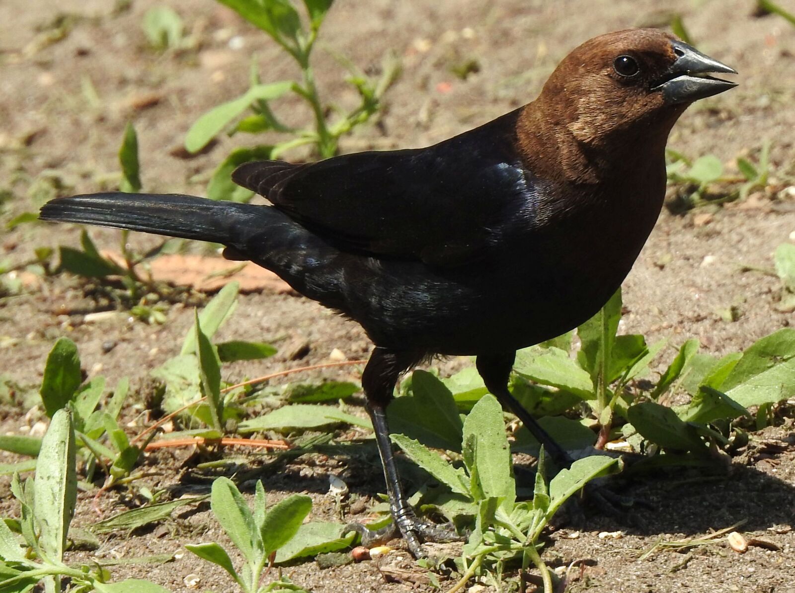 Nikon Coolpix P900 sample photo. Brown-headed cowbird, buffalo bird photography