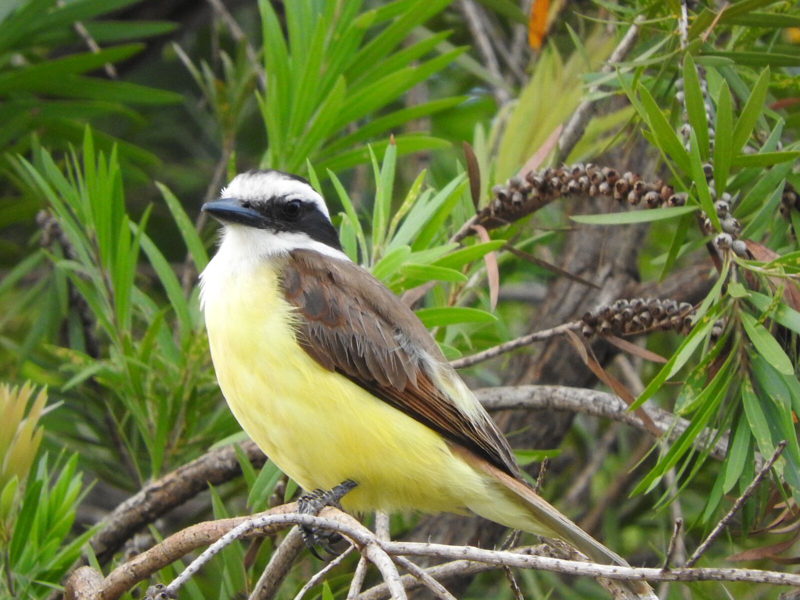 Nikon Coolpix P610 sample photo. Great kiskadee, birds bird photography