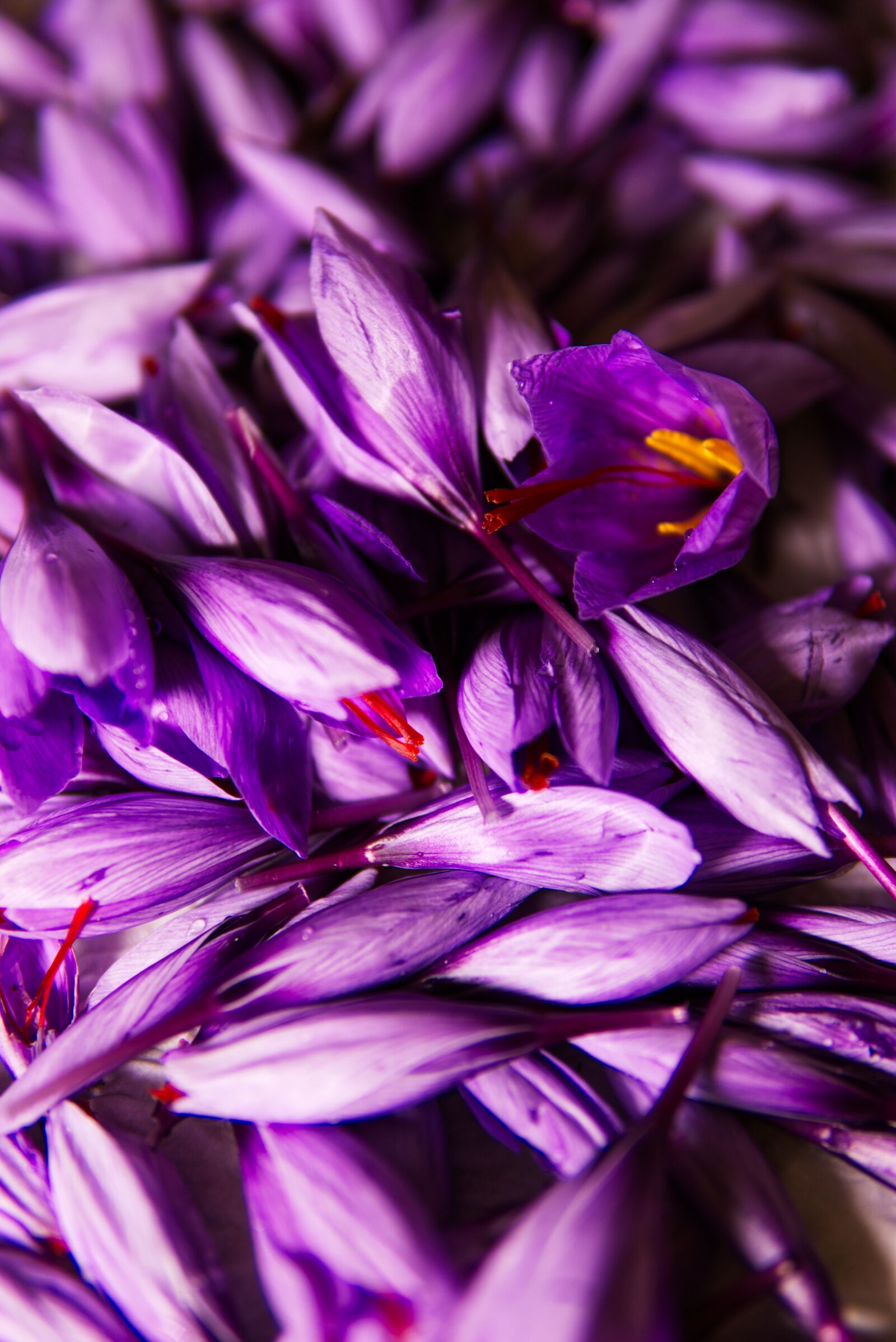 30mm F1.4 DC DN | Contemporary 016 sample photo. Saffron, spice, pistils photography