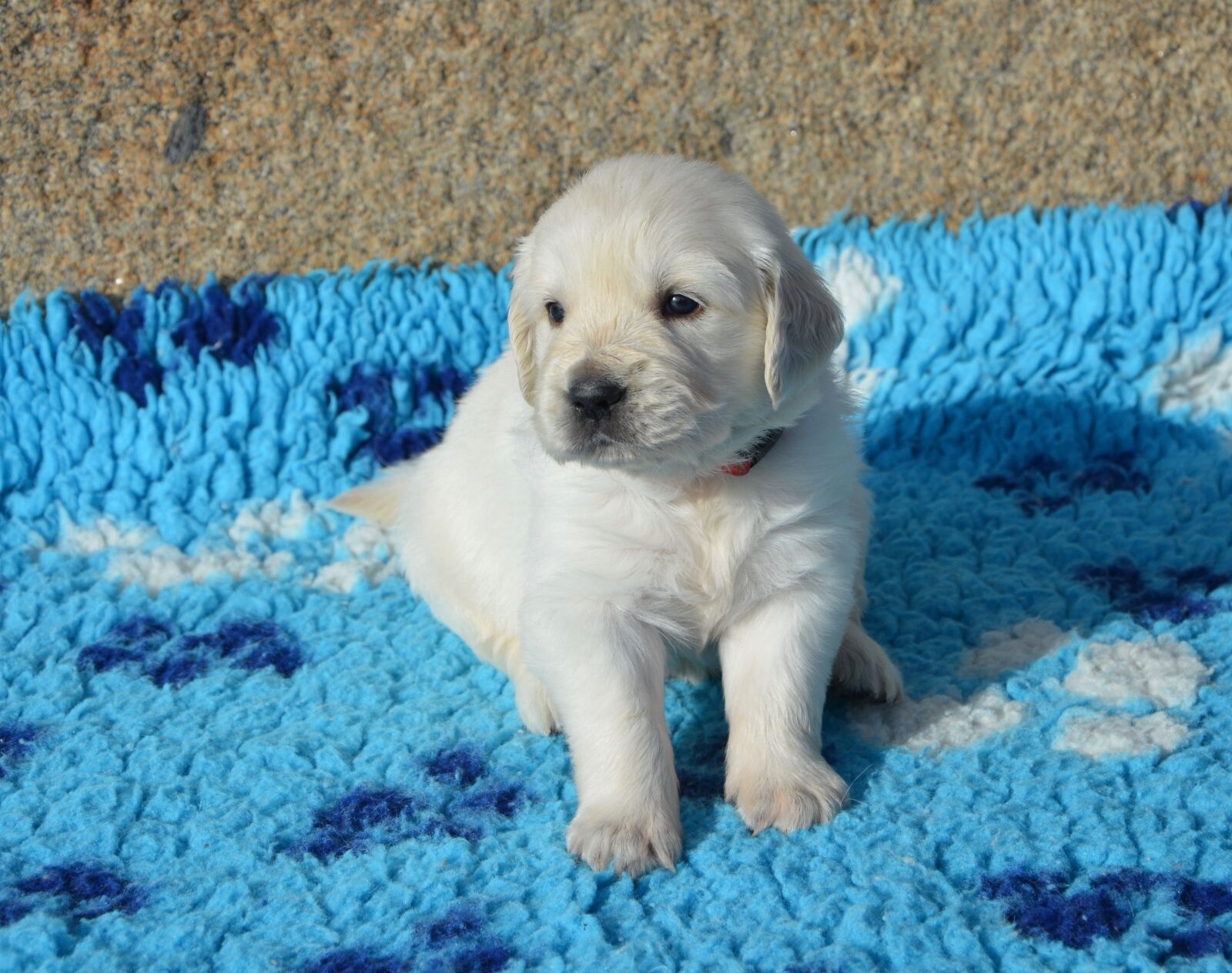 Nikon D5200 sample photo. Dog, golden retriever puppy photography