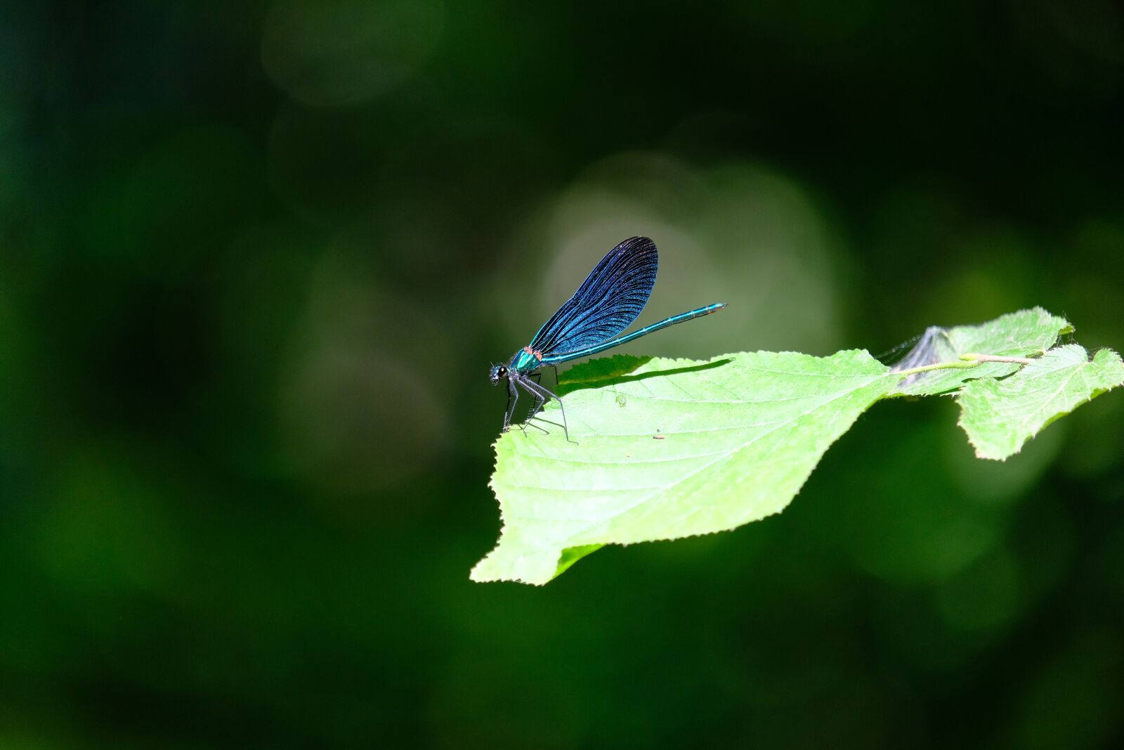 Fujifilm X-T3 sample photo. Dragonfly, blue-winged demoiselle, calopteryx photography