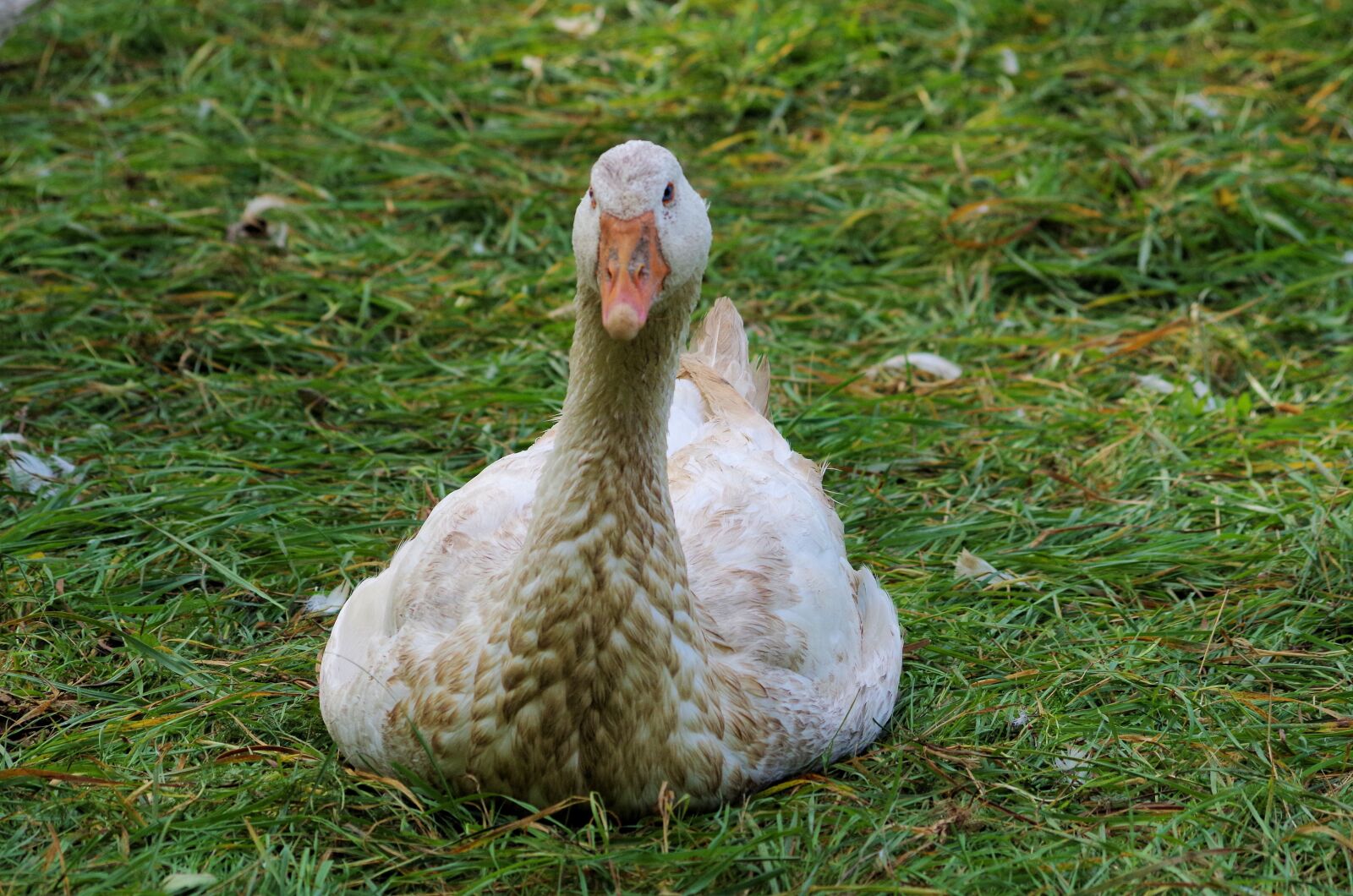 Pentax K-50 sample photo. Goose, pasture, bird photography