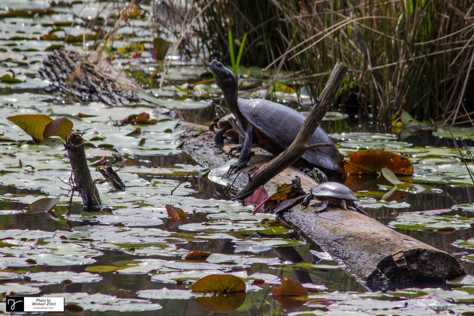 Canon EOS 600D (Rebel EOS T3i / EOS Kiss X5) sample photo. Marsh, swamp, turtles, water photography