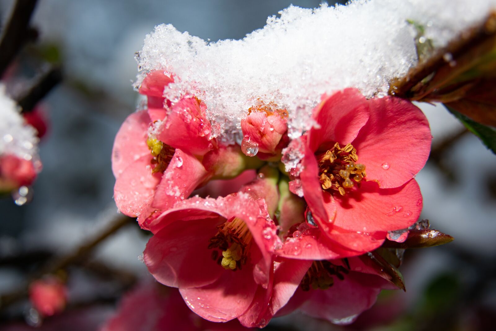 Nikon D3300 sample photo. Flower, snow, nature photography