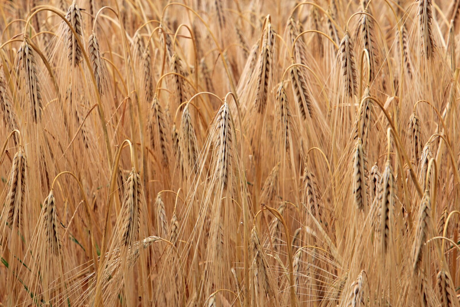 Canon EOS 60D sample photo. Cereals, cornfield, plant photography