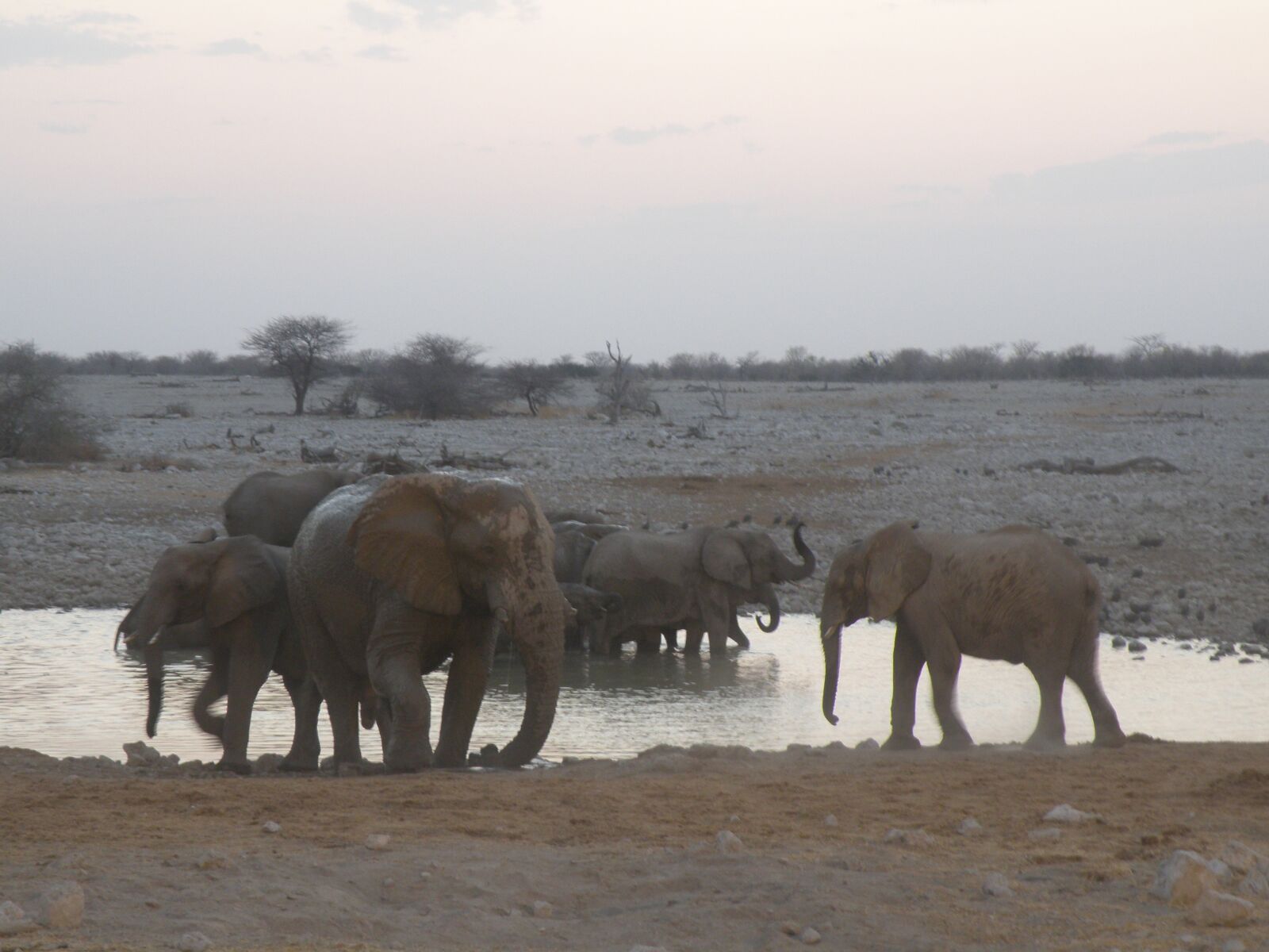 Olympus SP570UZ sample photo. Elephant, namibia, safari photography