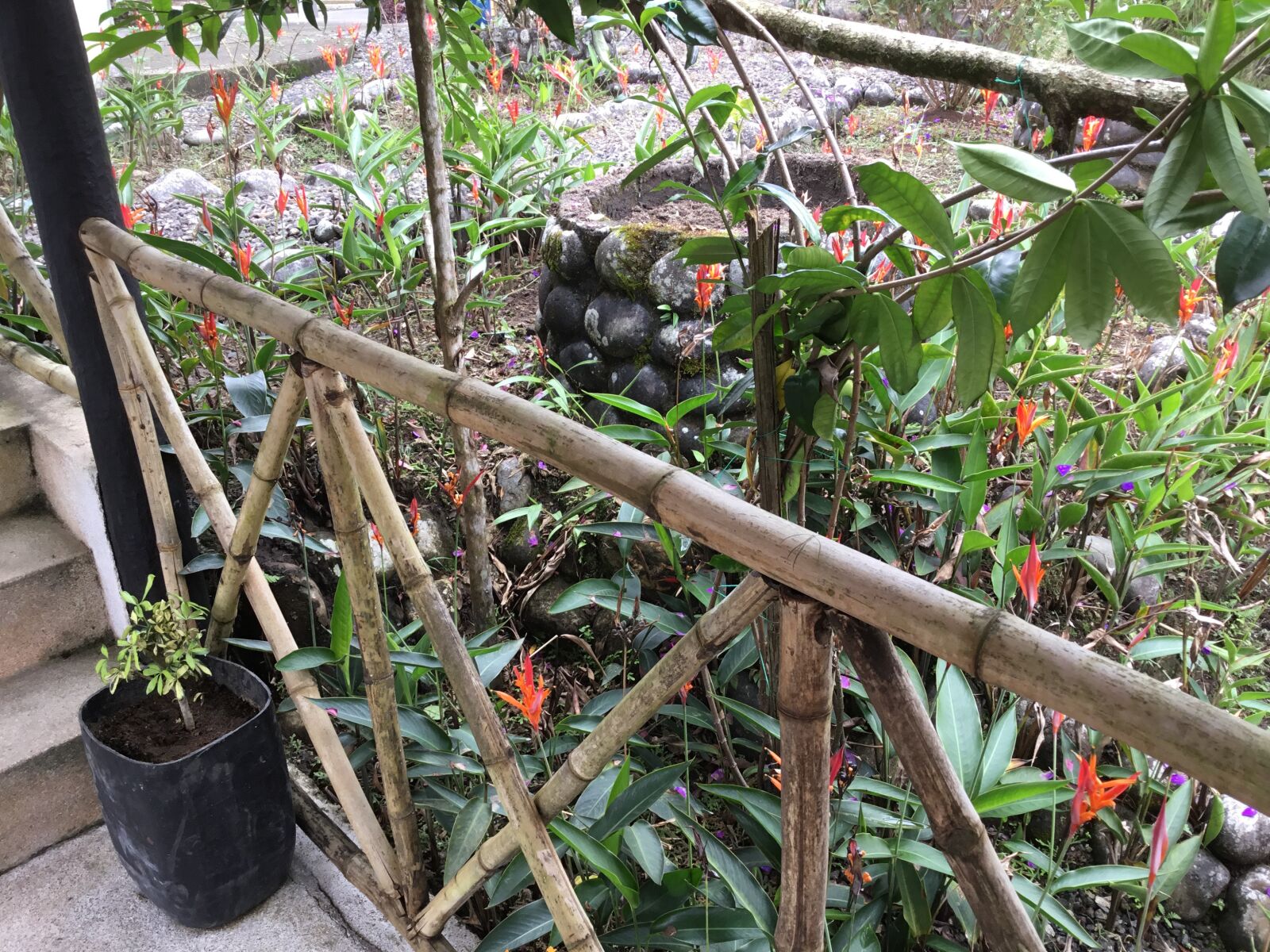 Apple iPad (5th generation) sample photo. Selva, amazonas, lounge photography